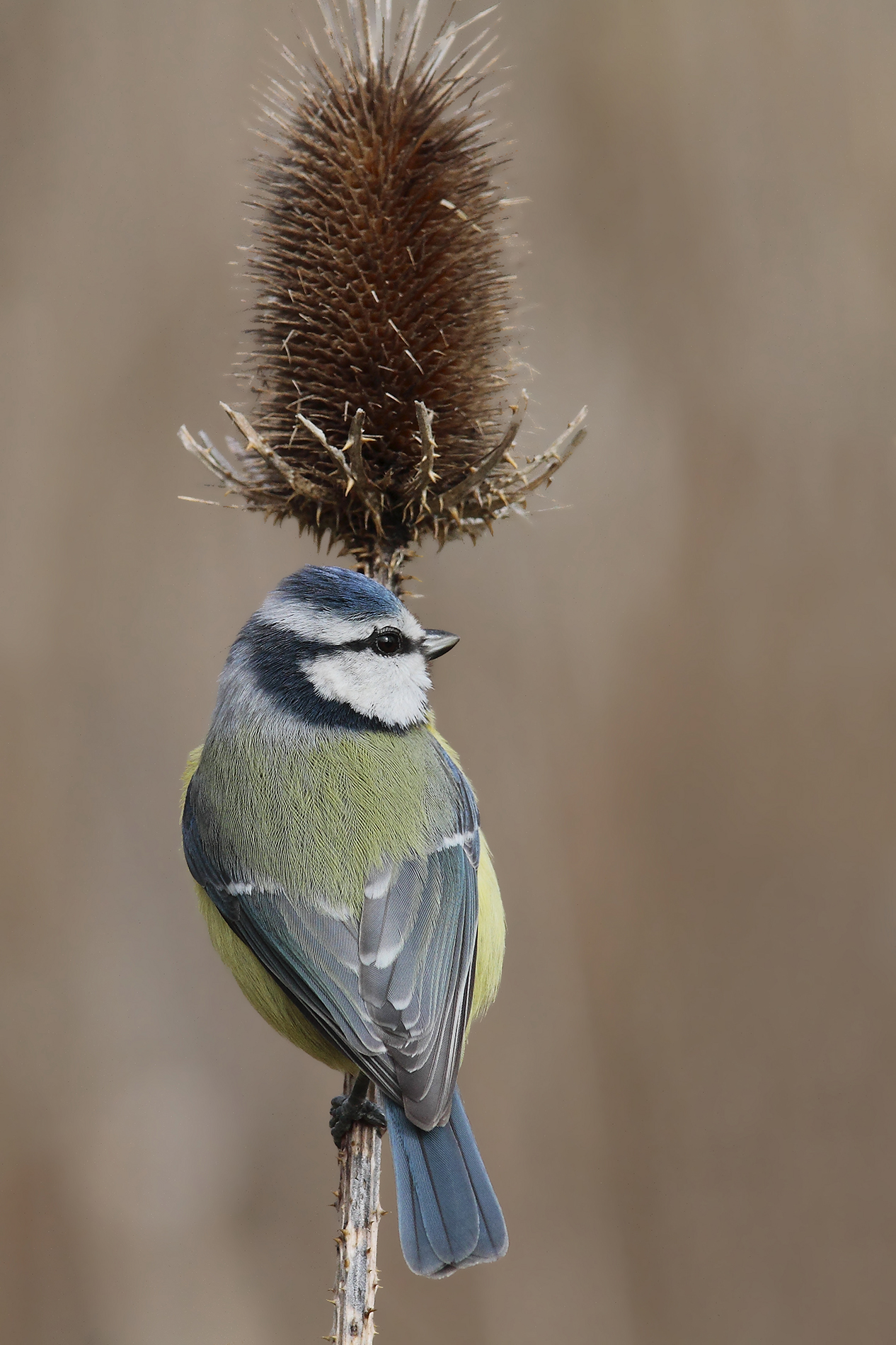 Blue Tit