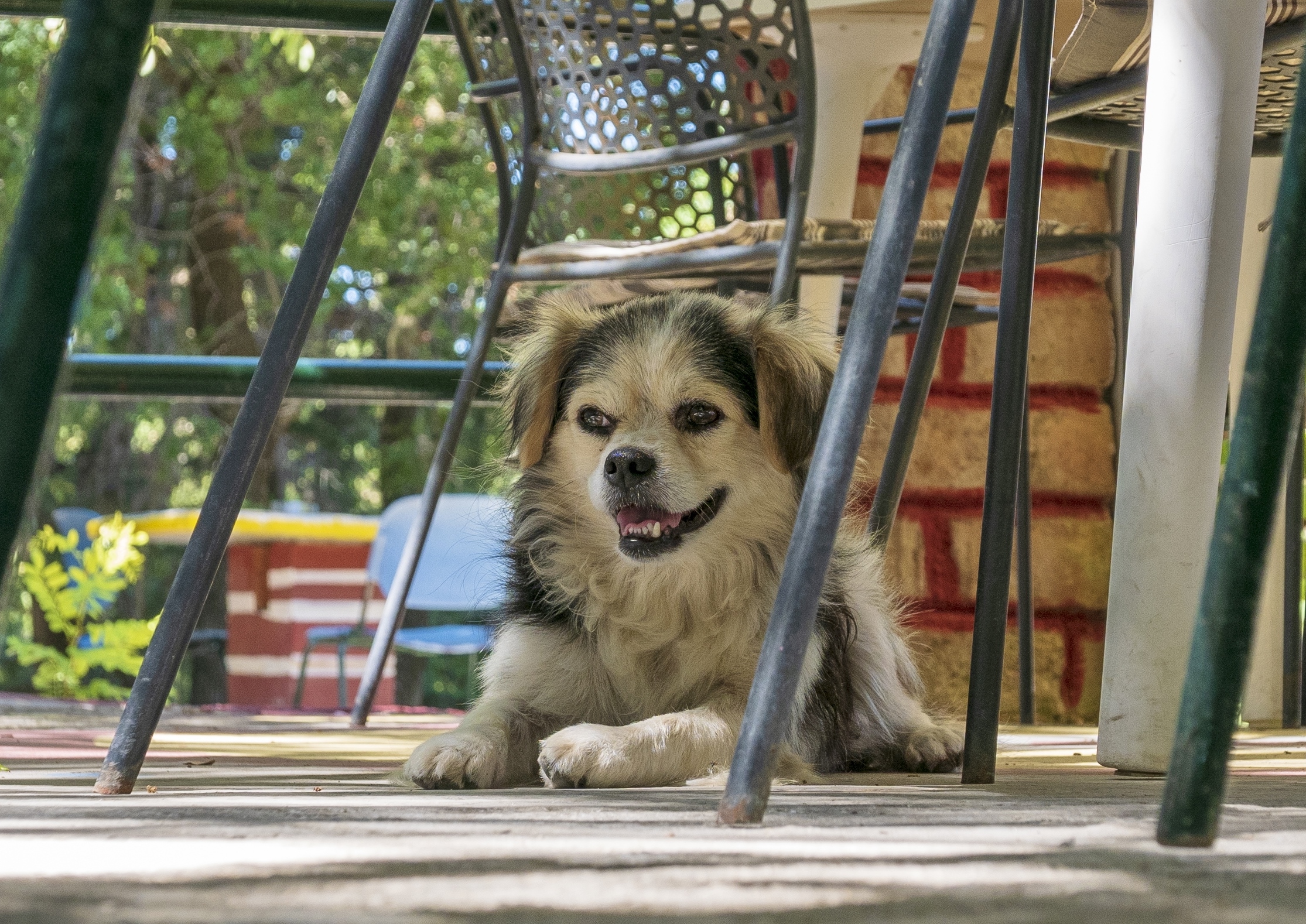 ... what a dog life!