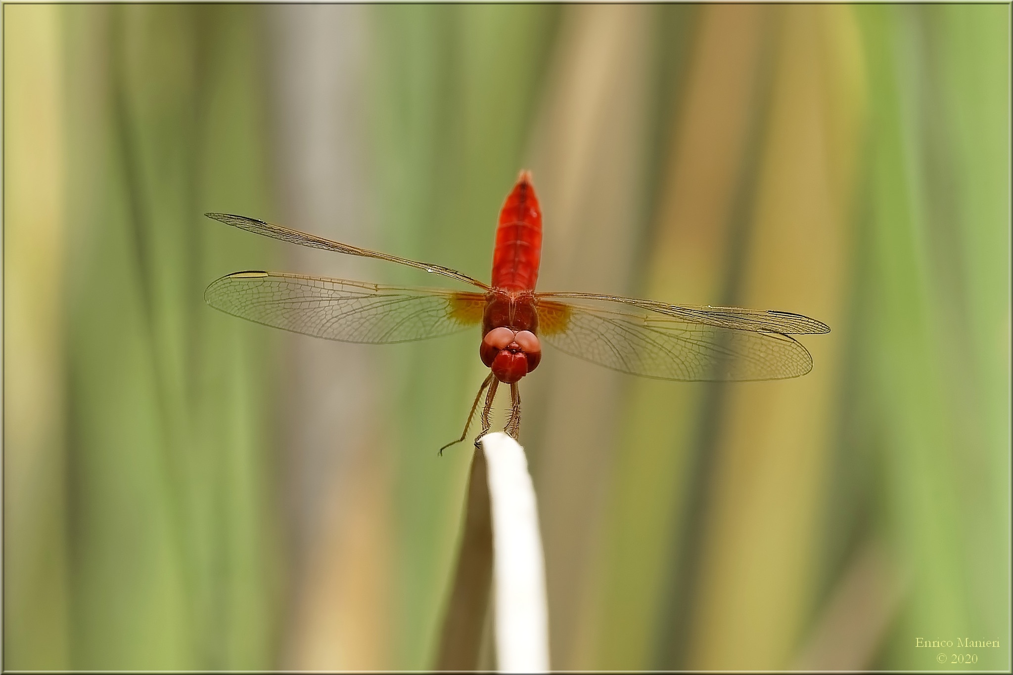 Trithemis Annled