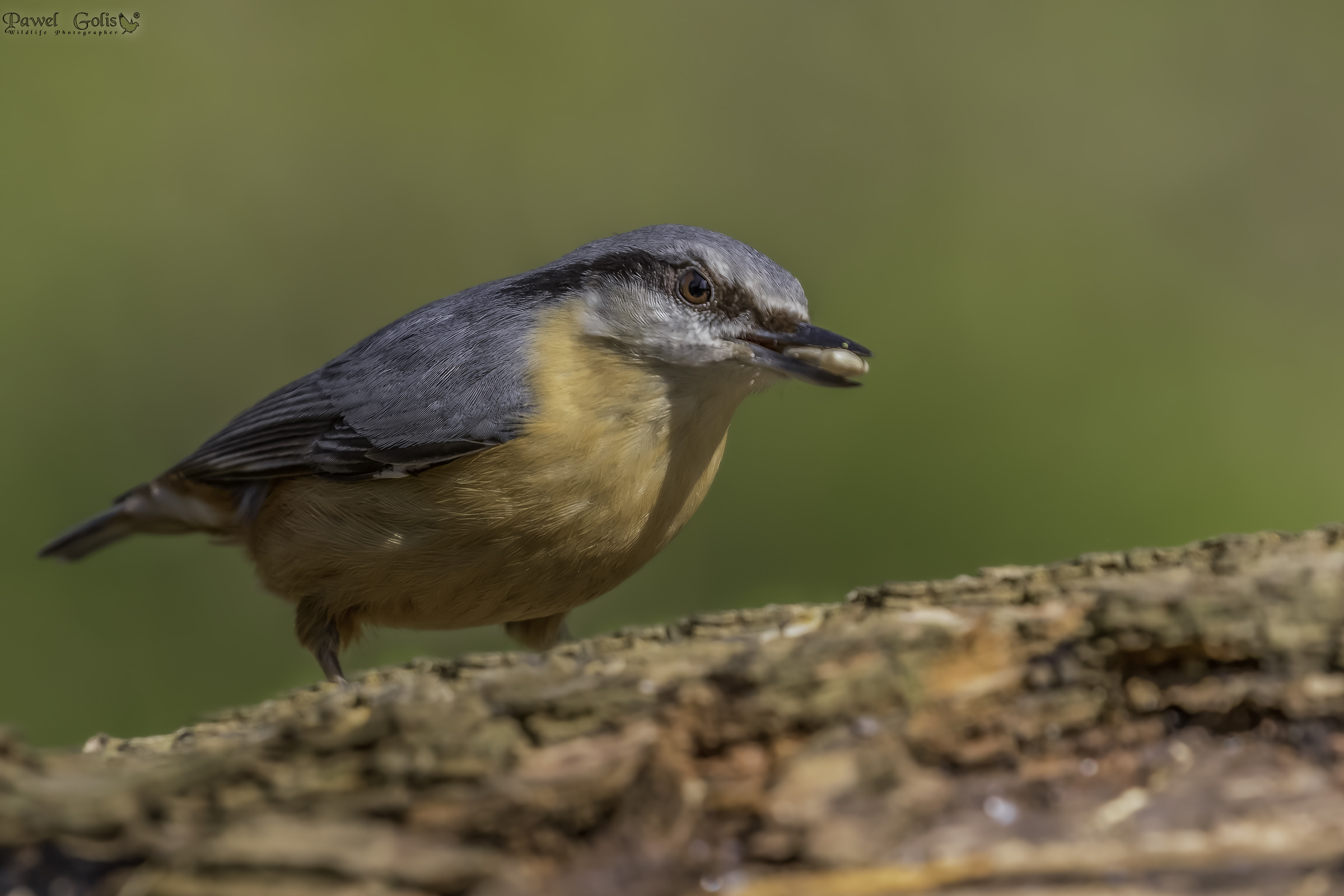 Nuthatch (Sitta europaea)