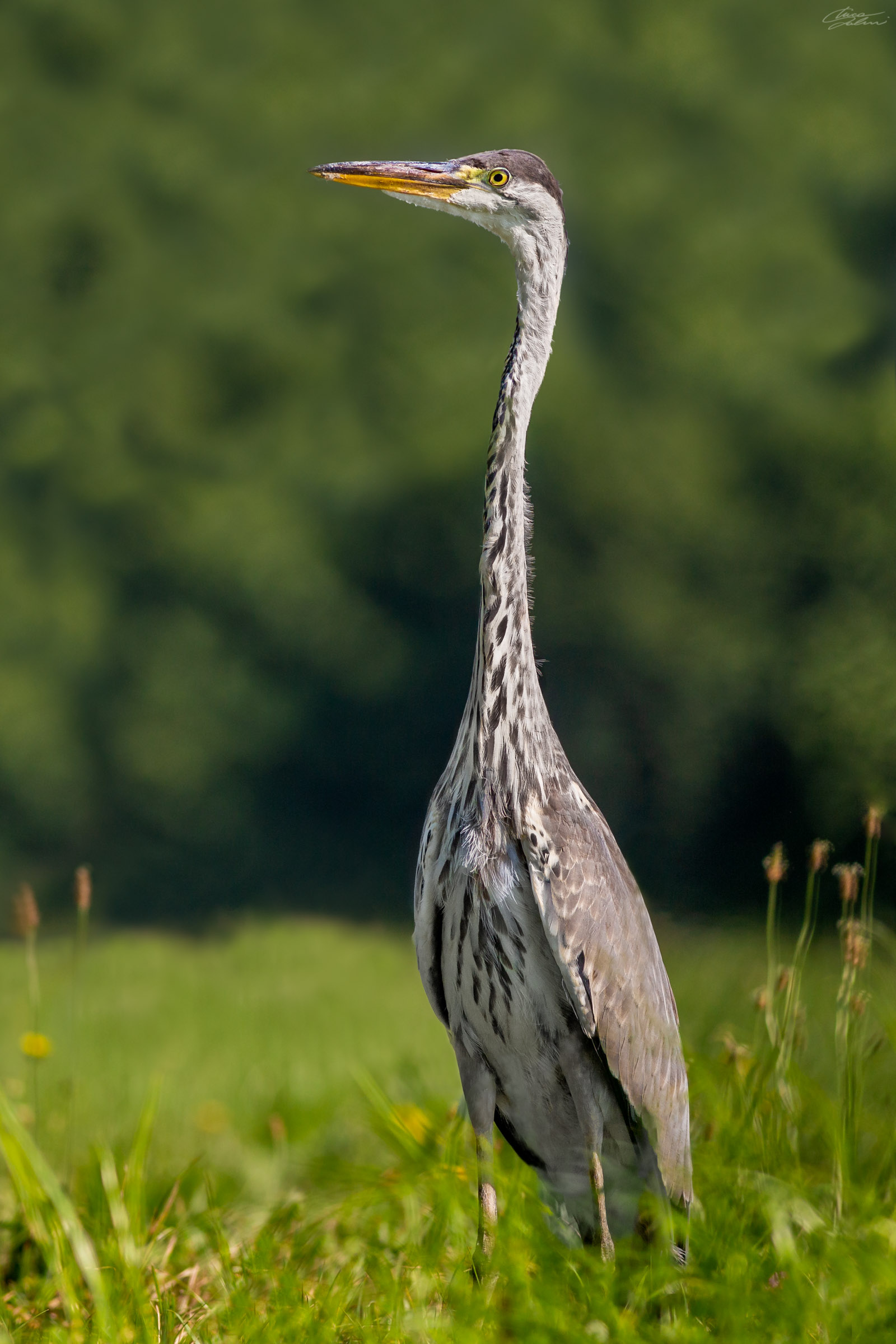 Ritratto di Ardea cinerea