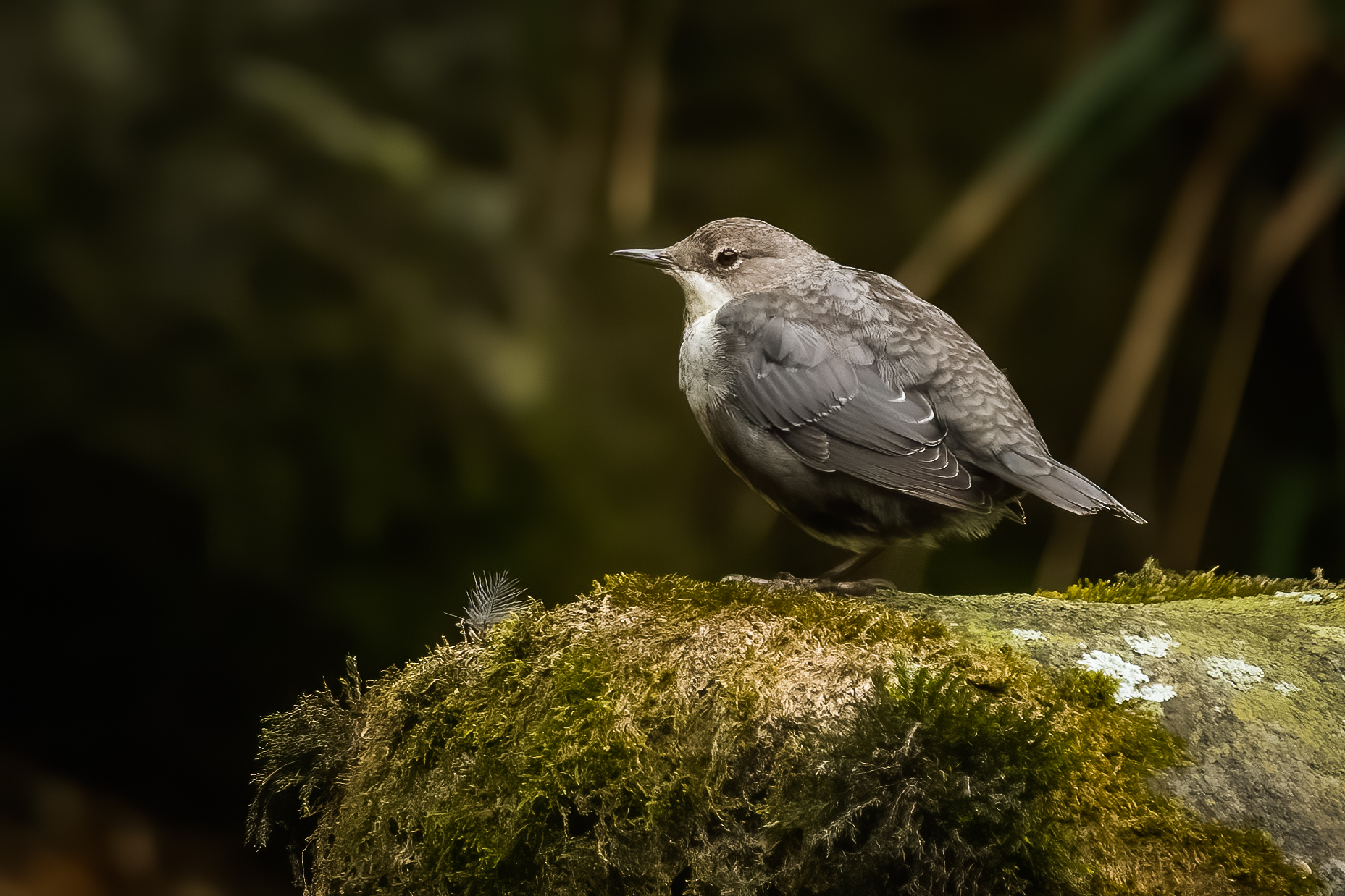 Tra le rocce (merlo acquaiolo)