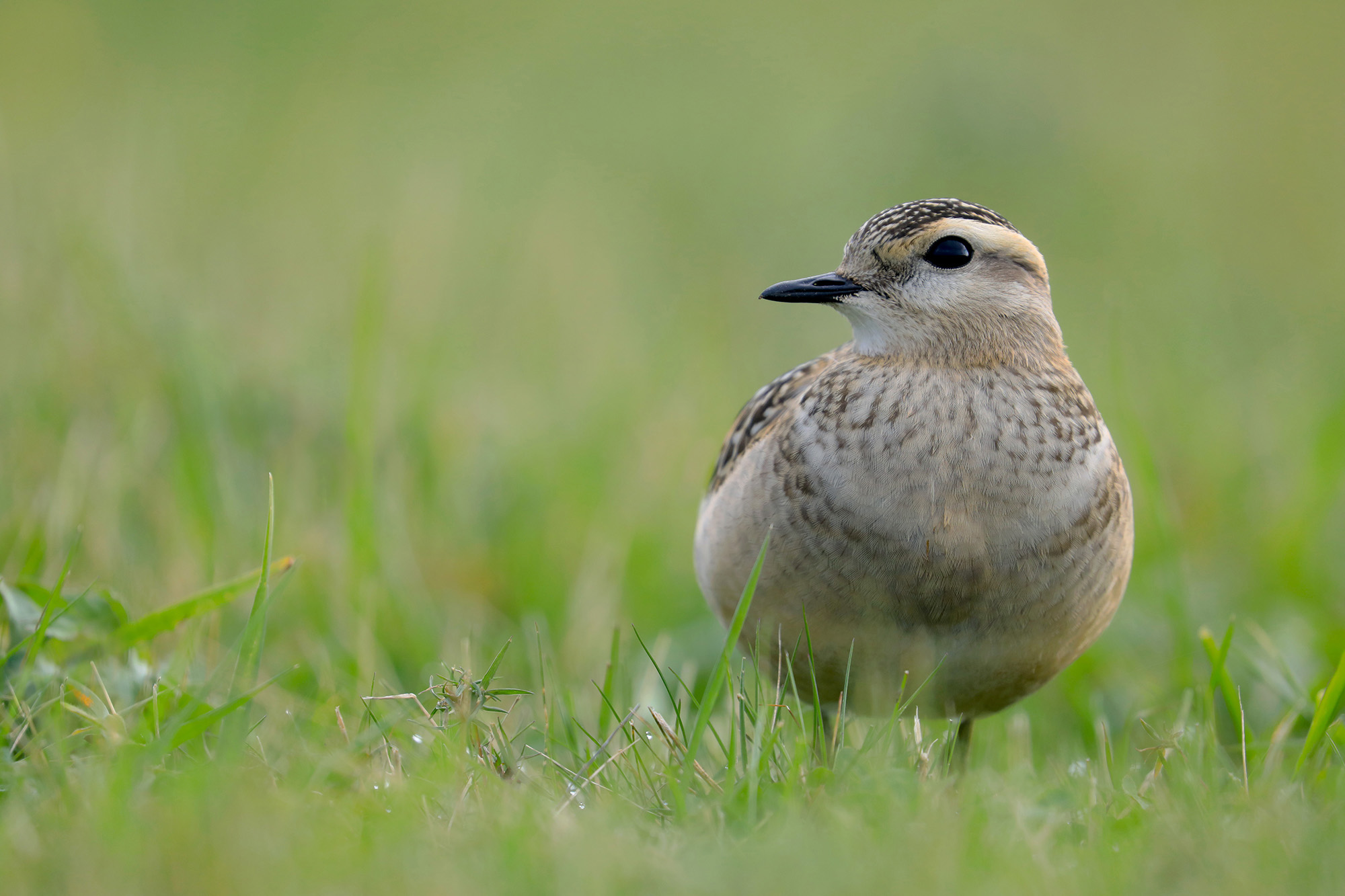 picke dove in the green