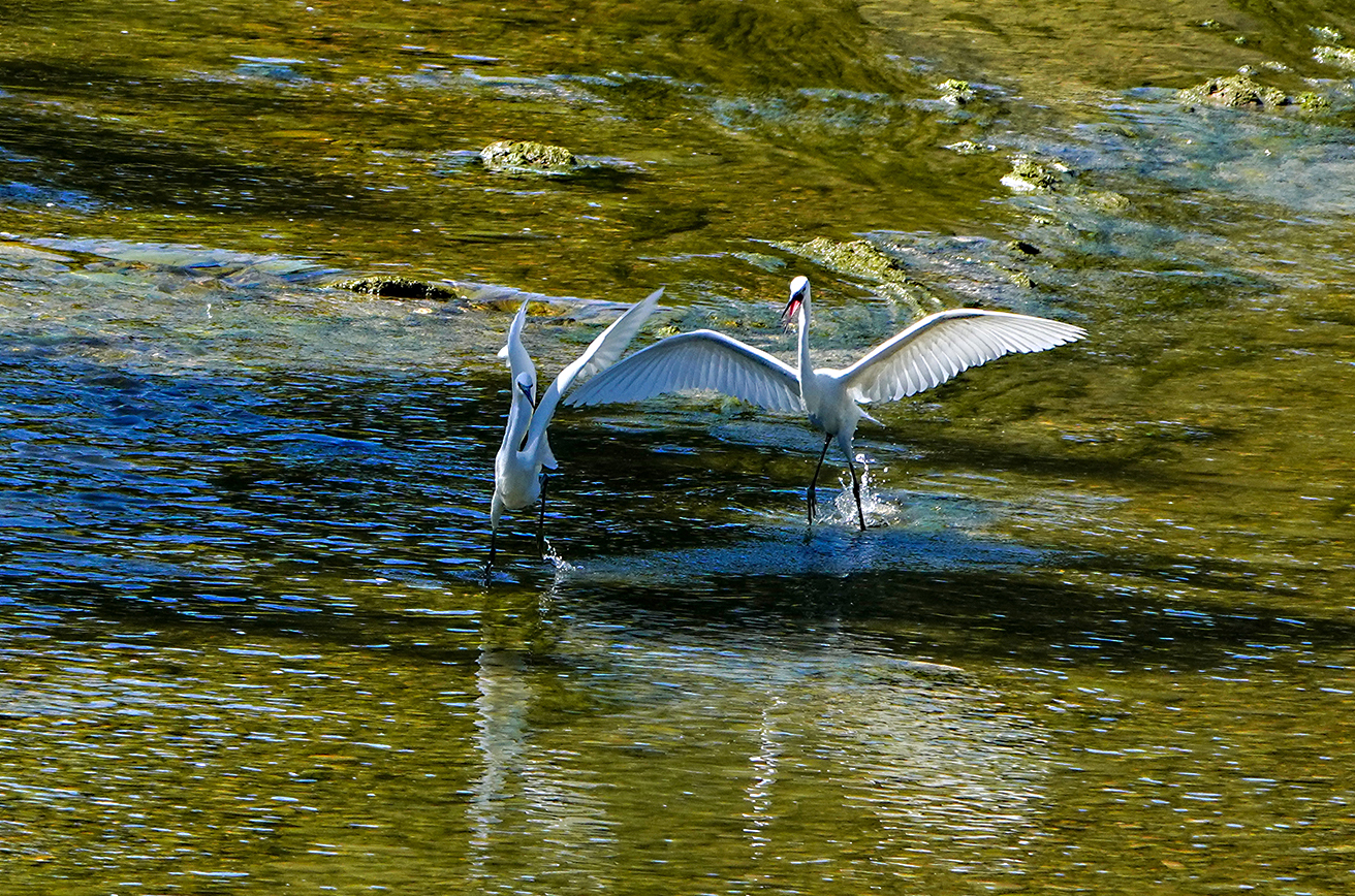 ... games in the water of my River Aso (FM)