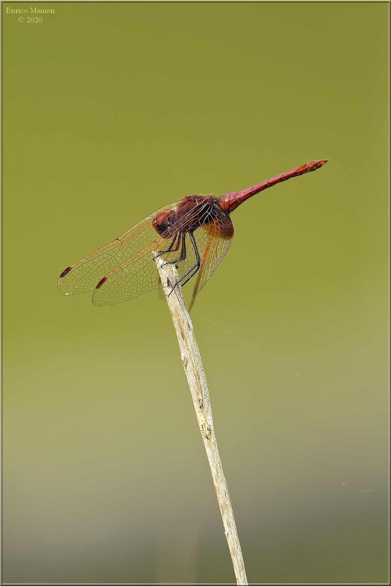 Crocothemis Erythraea