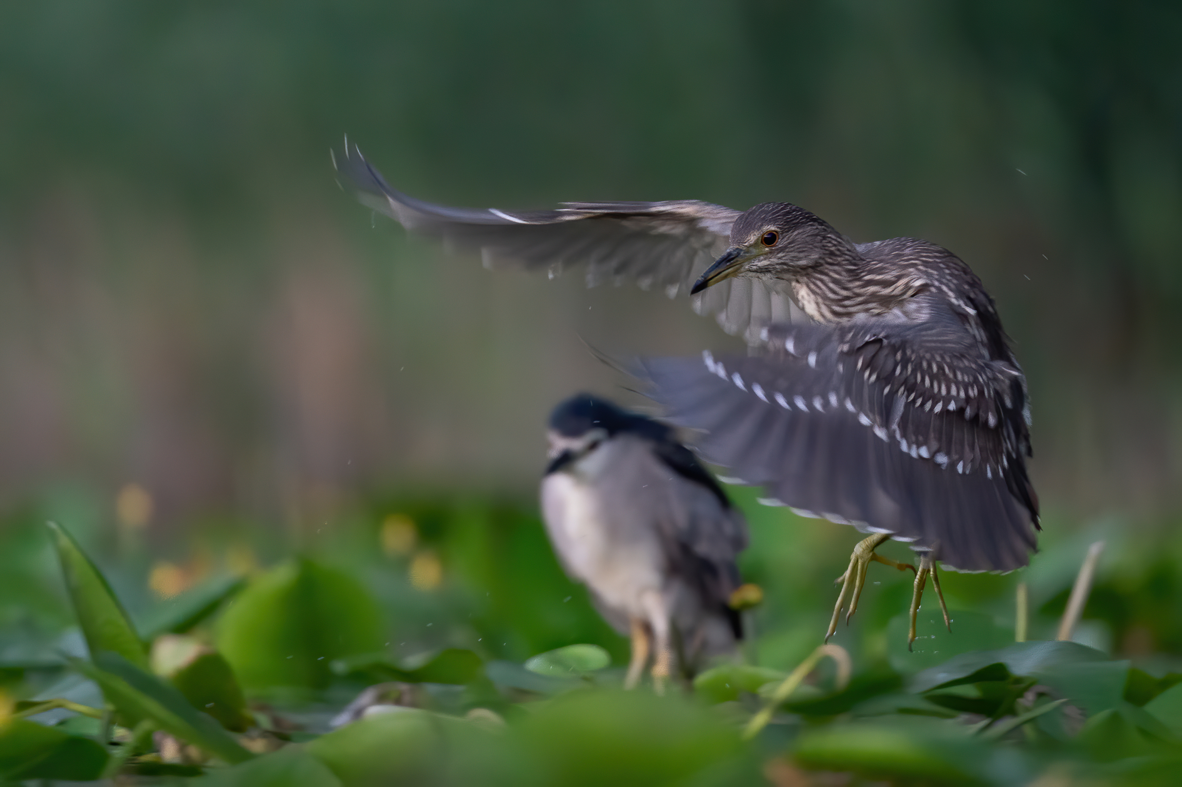 Nitticora juv con adulto