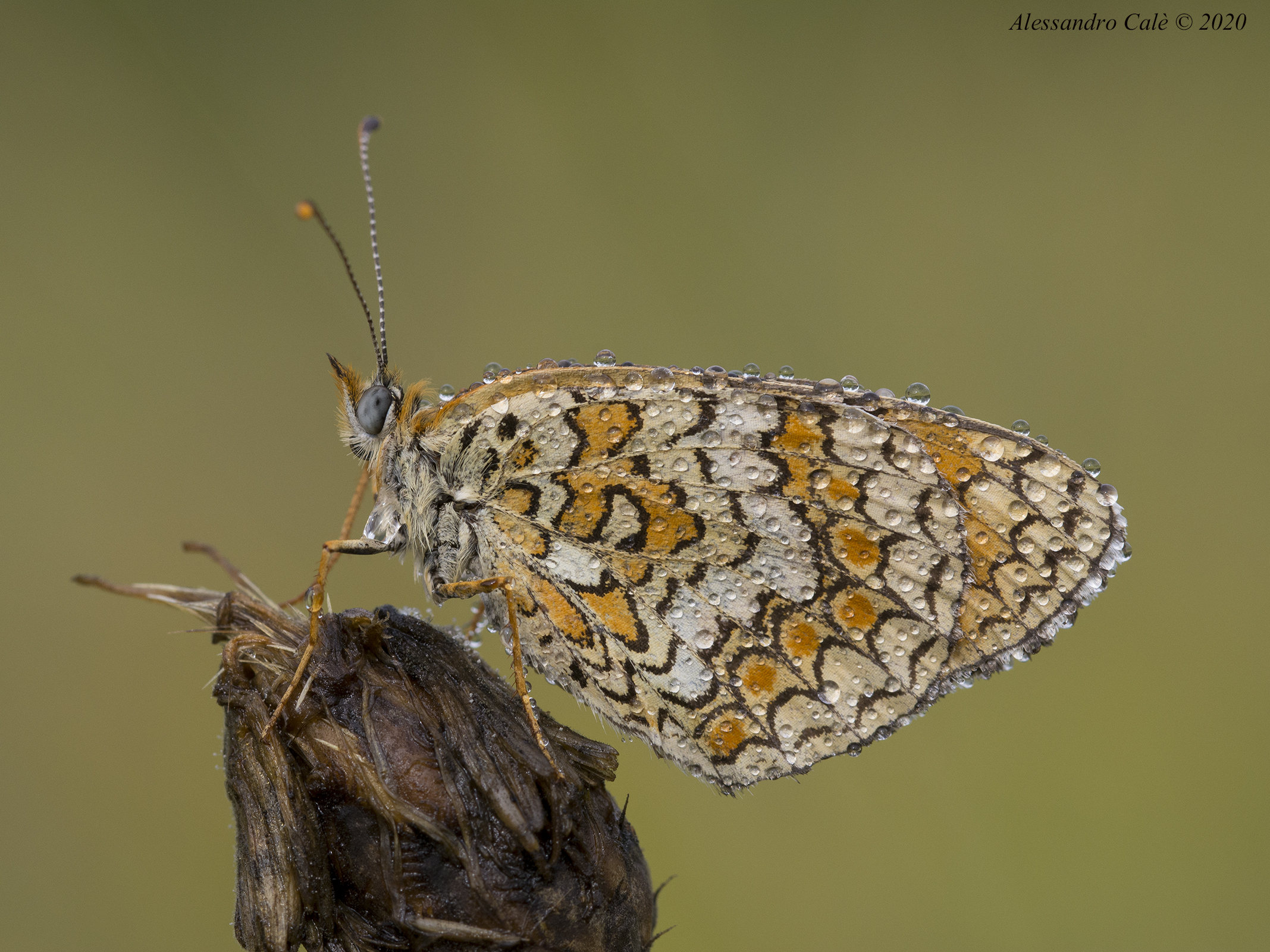 Melitaea phoebe 9438