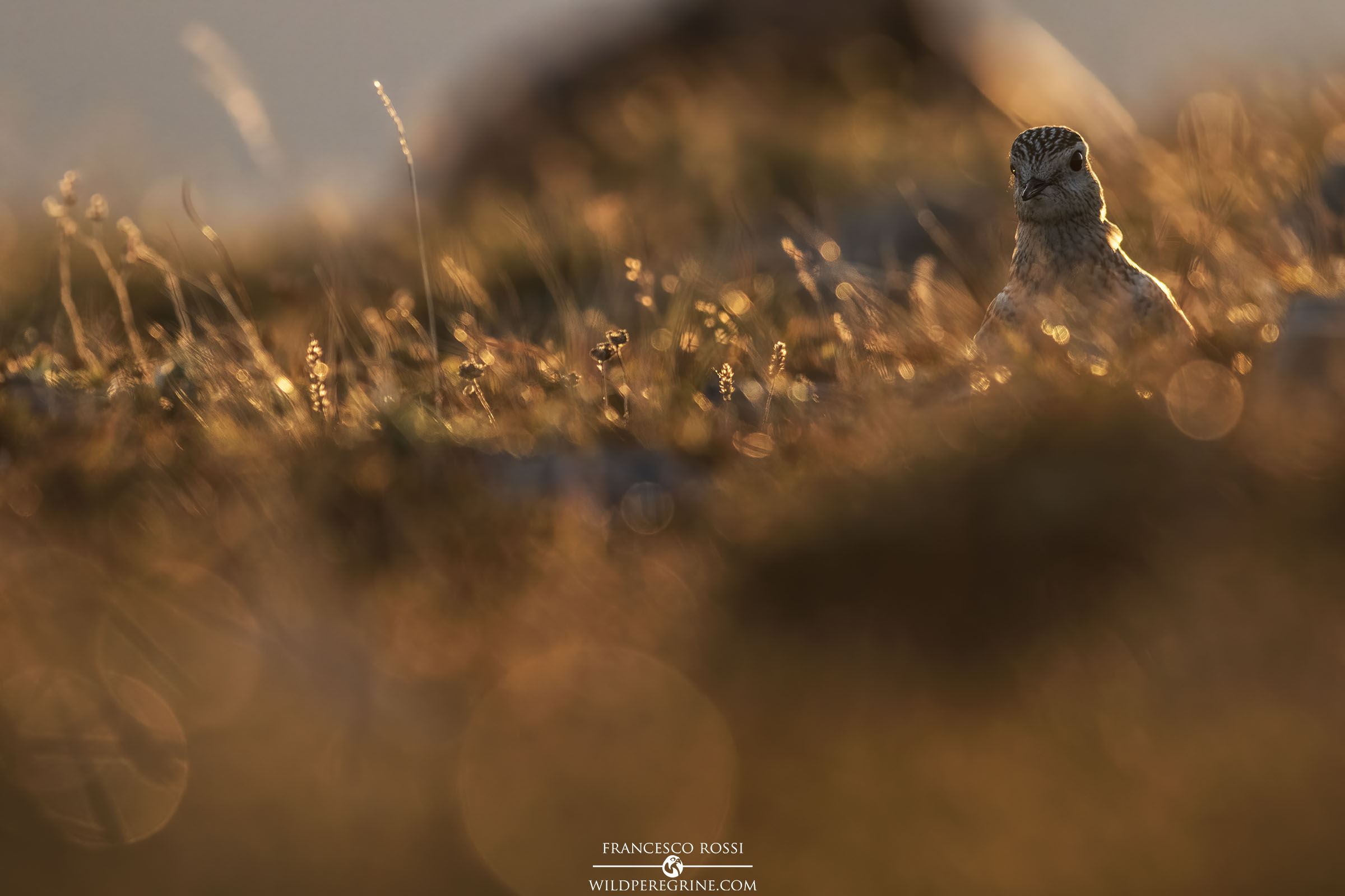 Piviere Tortolino alle ultime luci