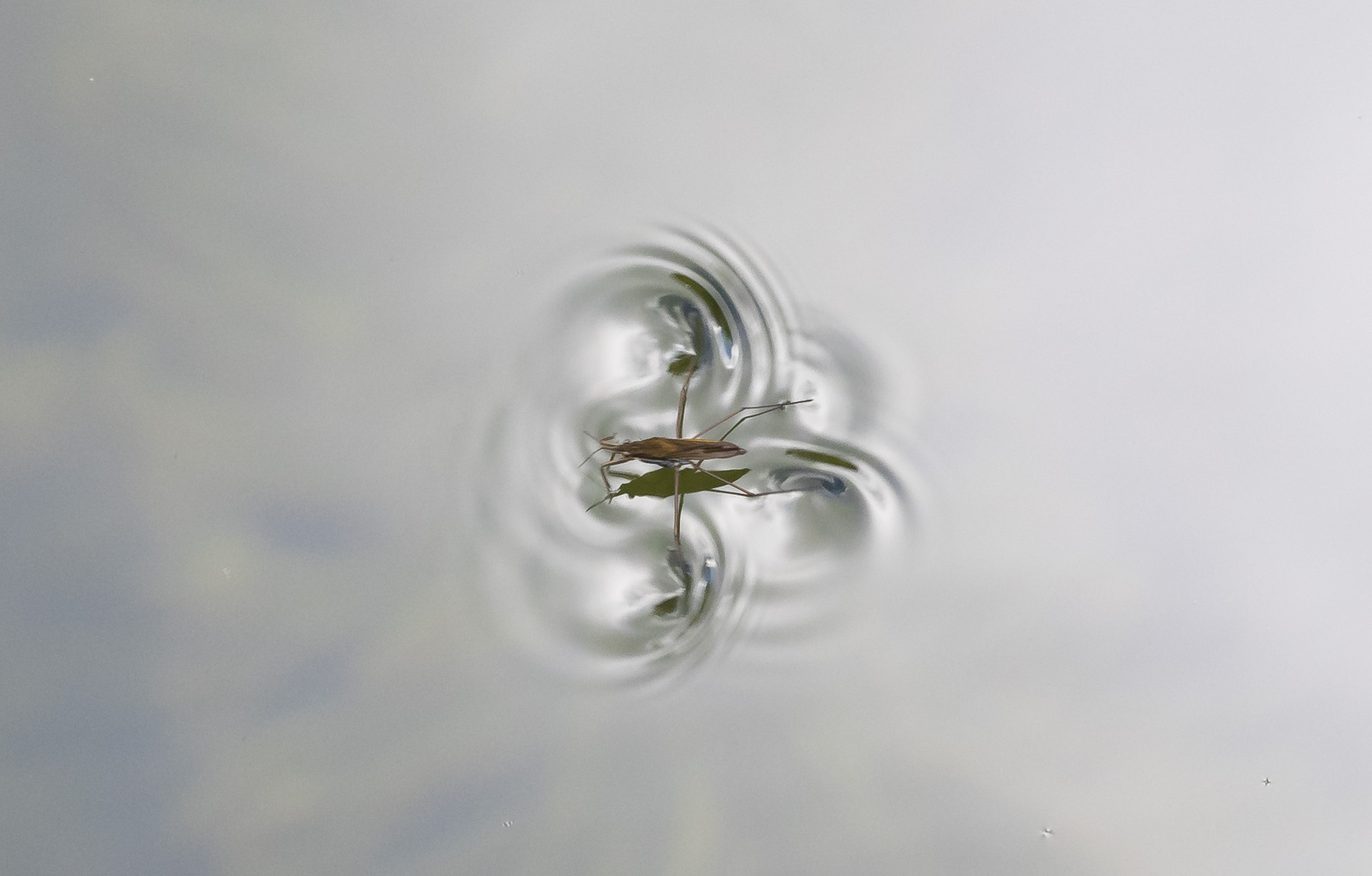 Movimento di un gerride a pelo d'acqua