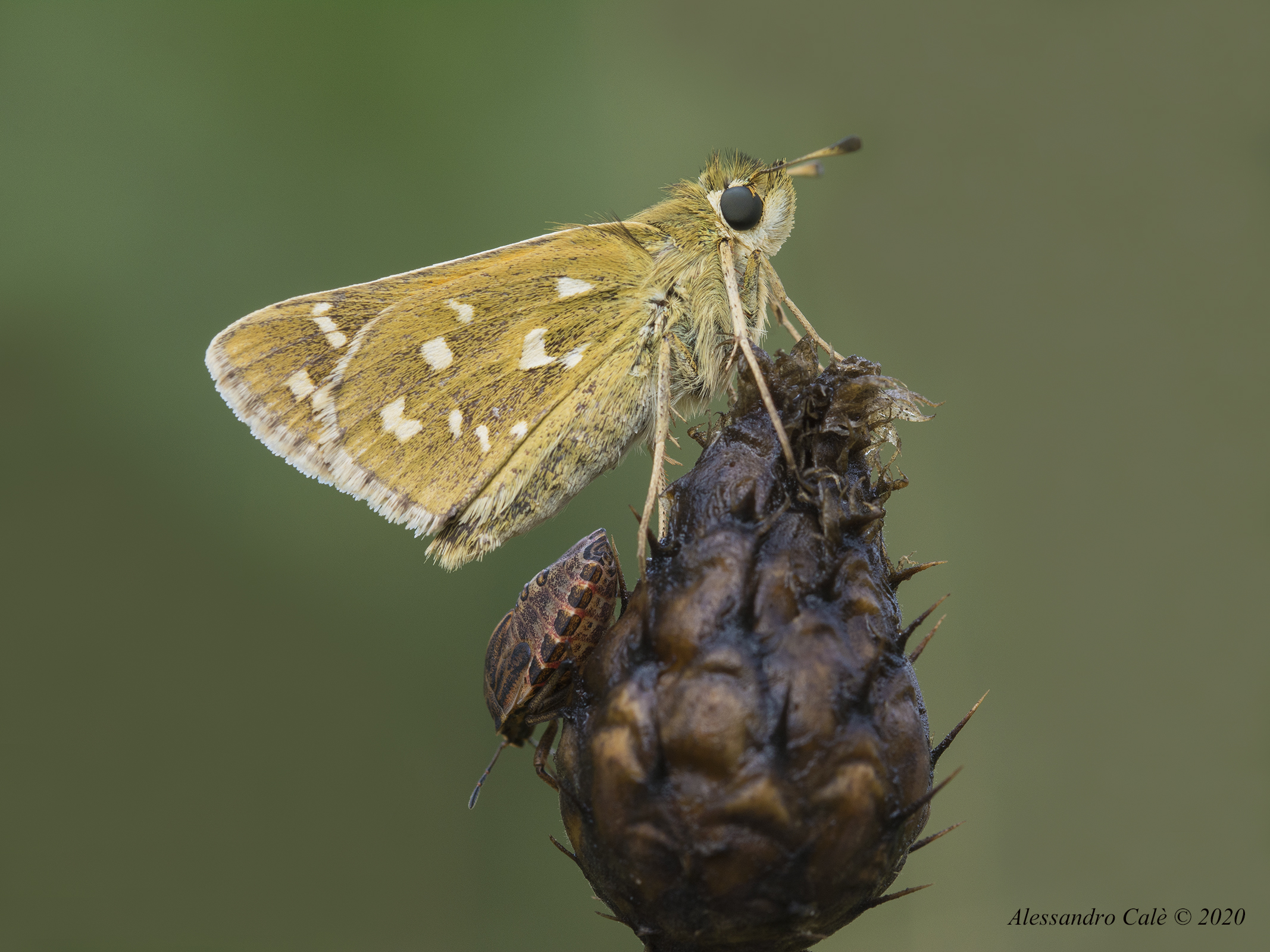 Un posto per due Hesperua comma 9742