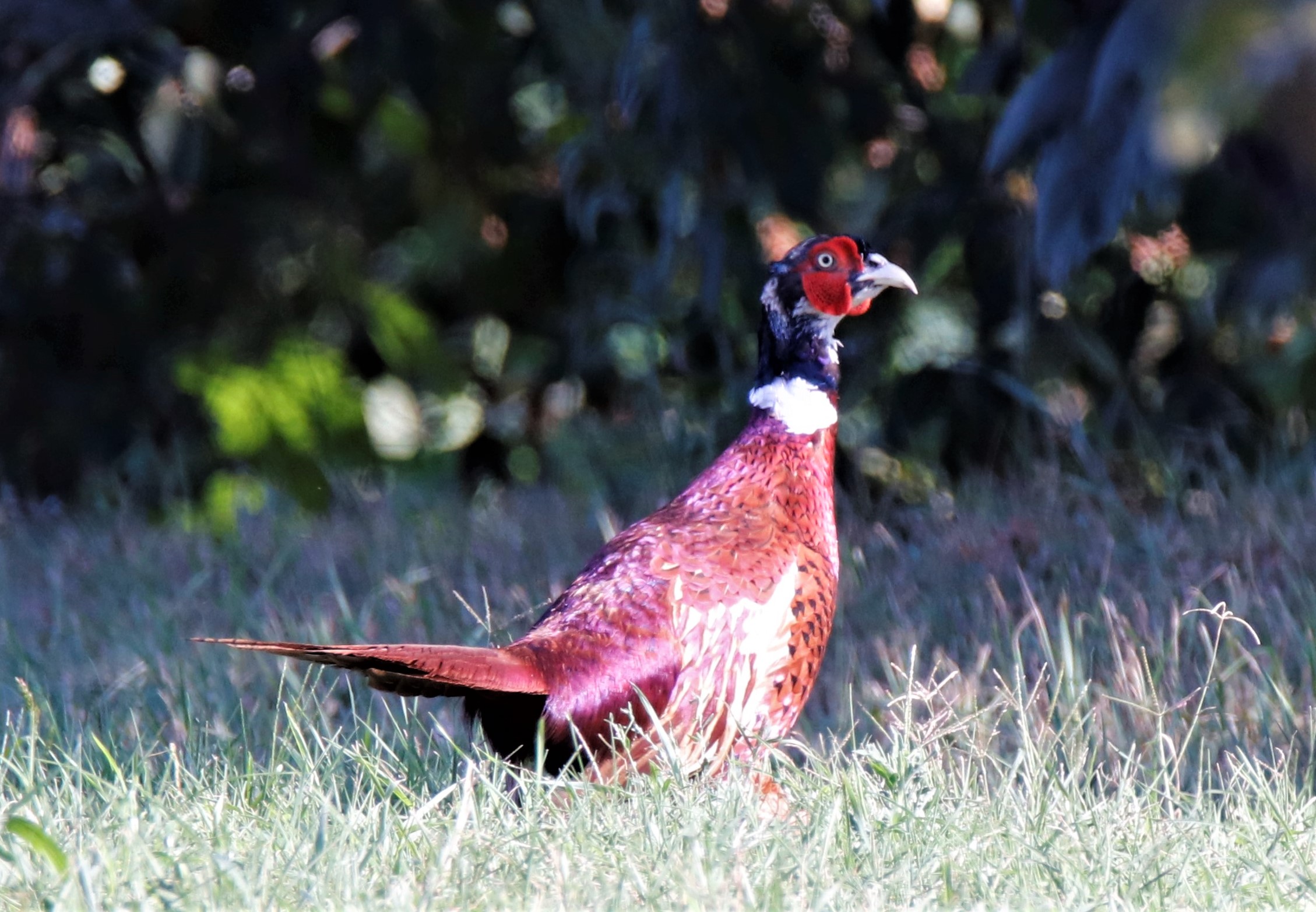 early sightings of pheasants
