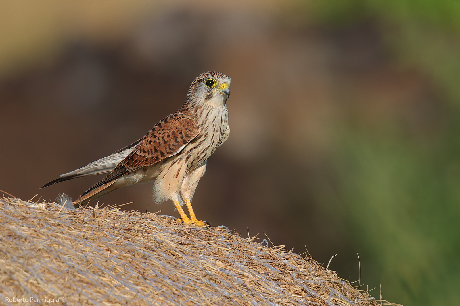 L eleganza del gheppio
