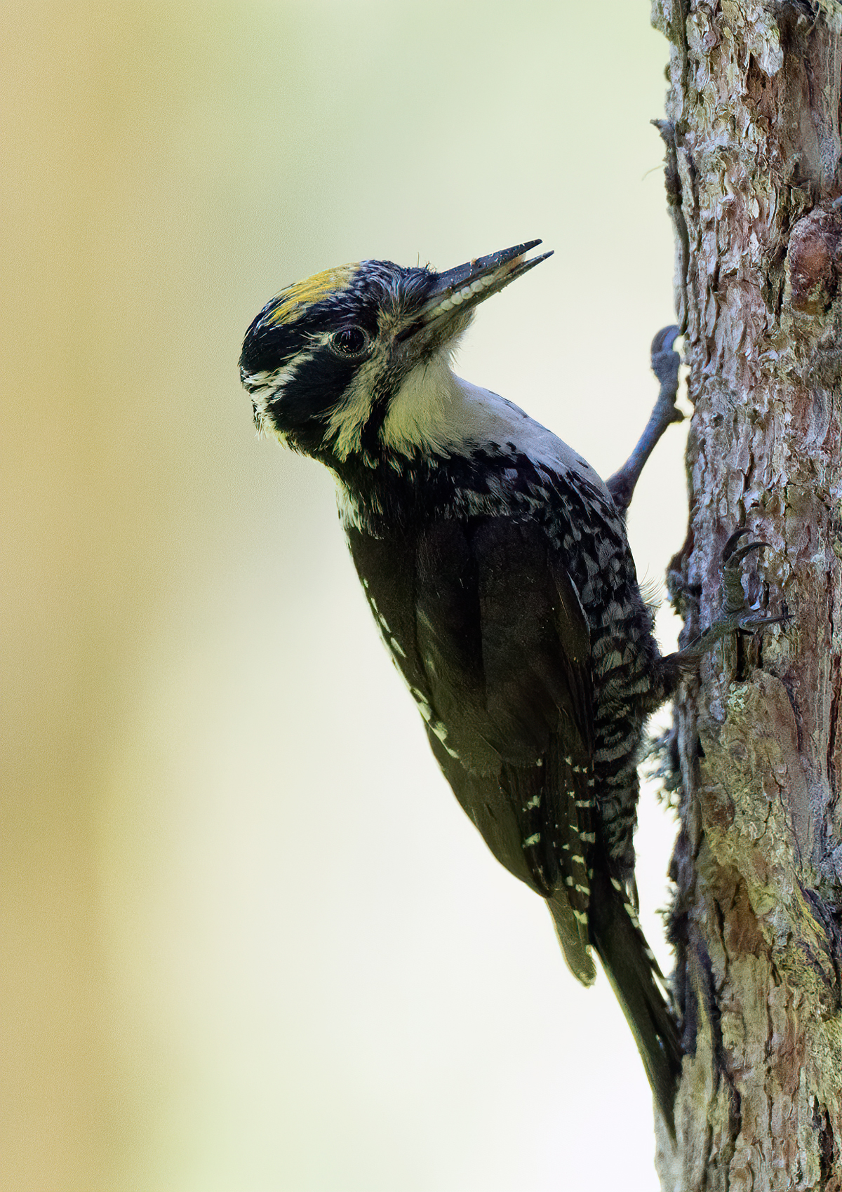 Male Tridattile woodpecker