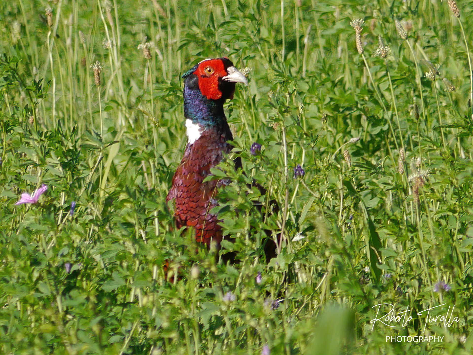 Pheasant