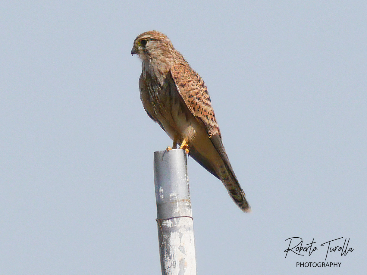 Gheppio appollaiato su un palo
