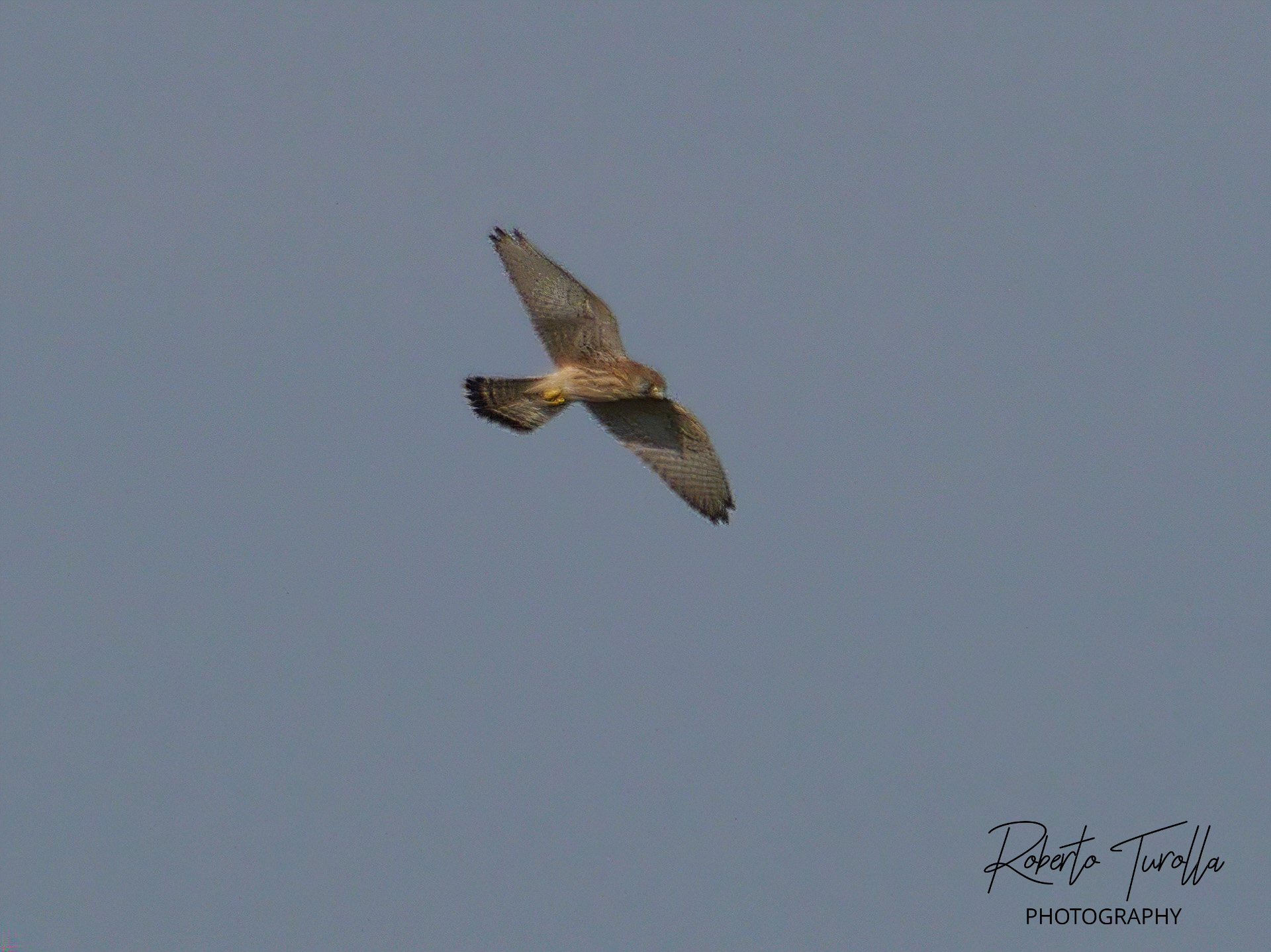 In-flight Gheppio
