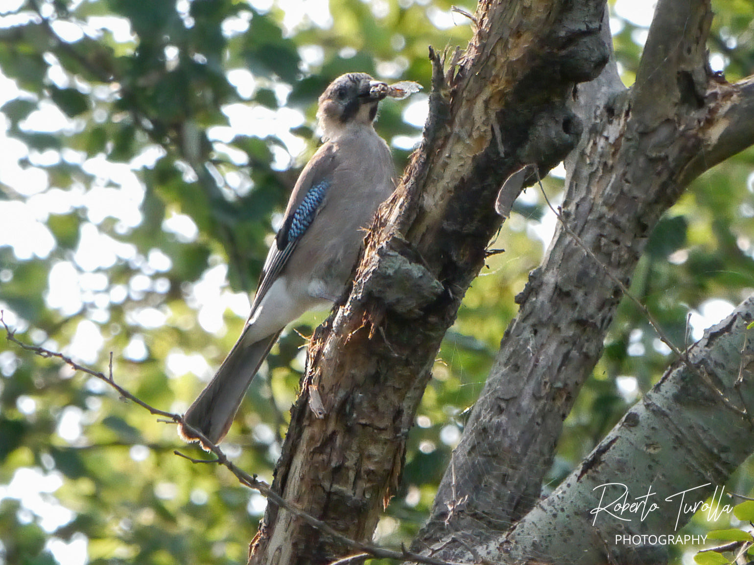 Jay with prey