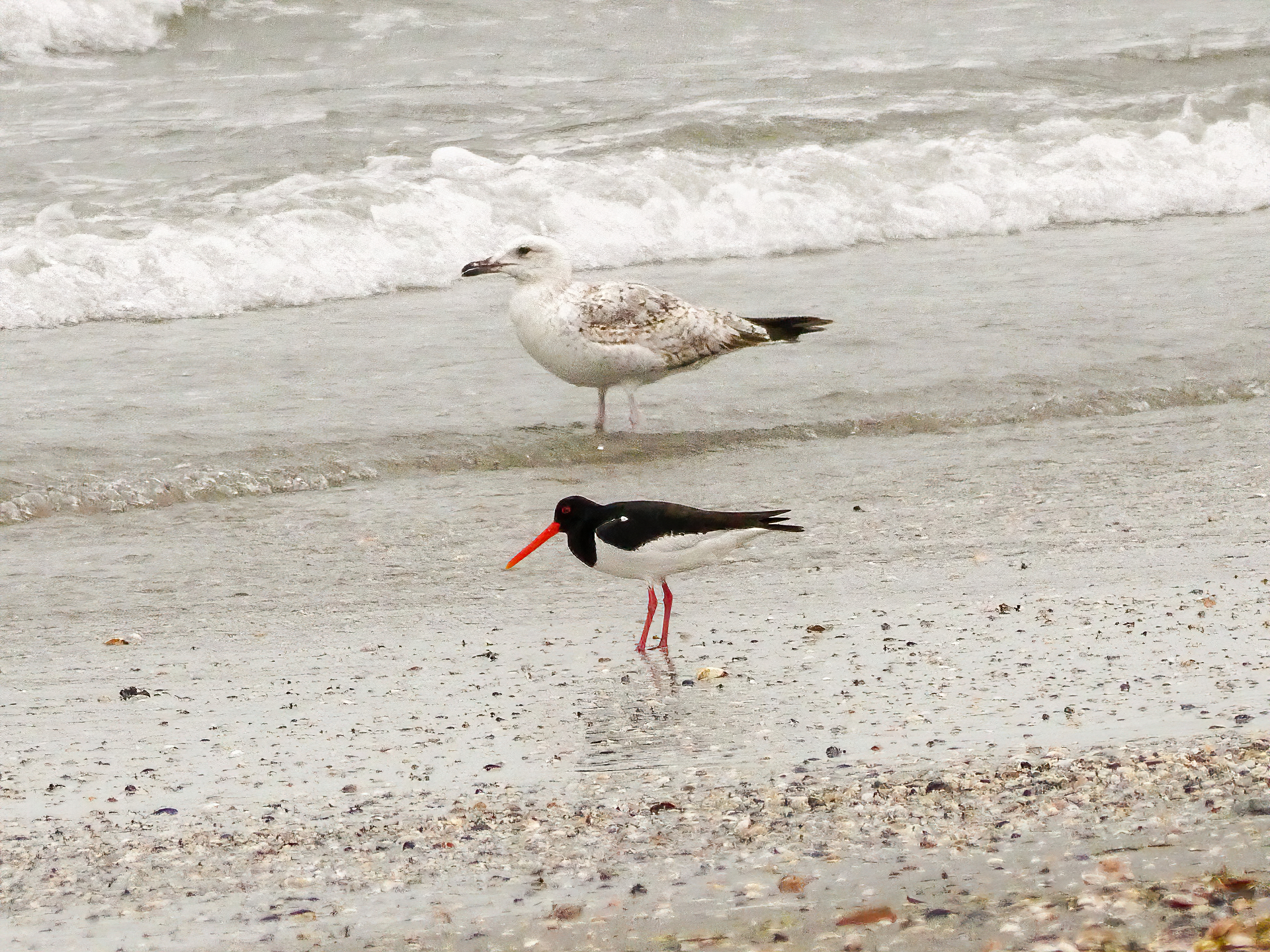 Beccaccia di mare e giovane gabbiano reale
