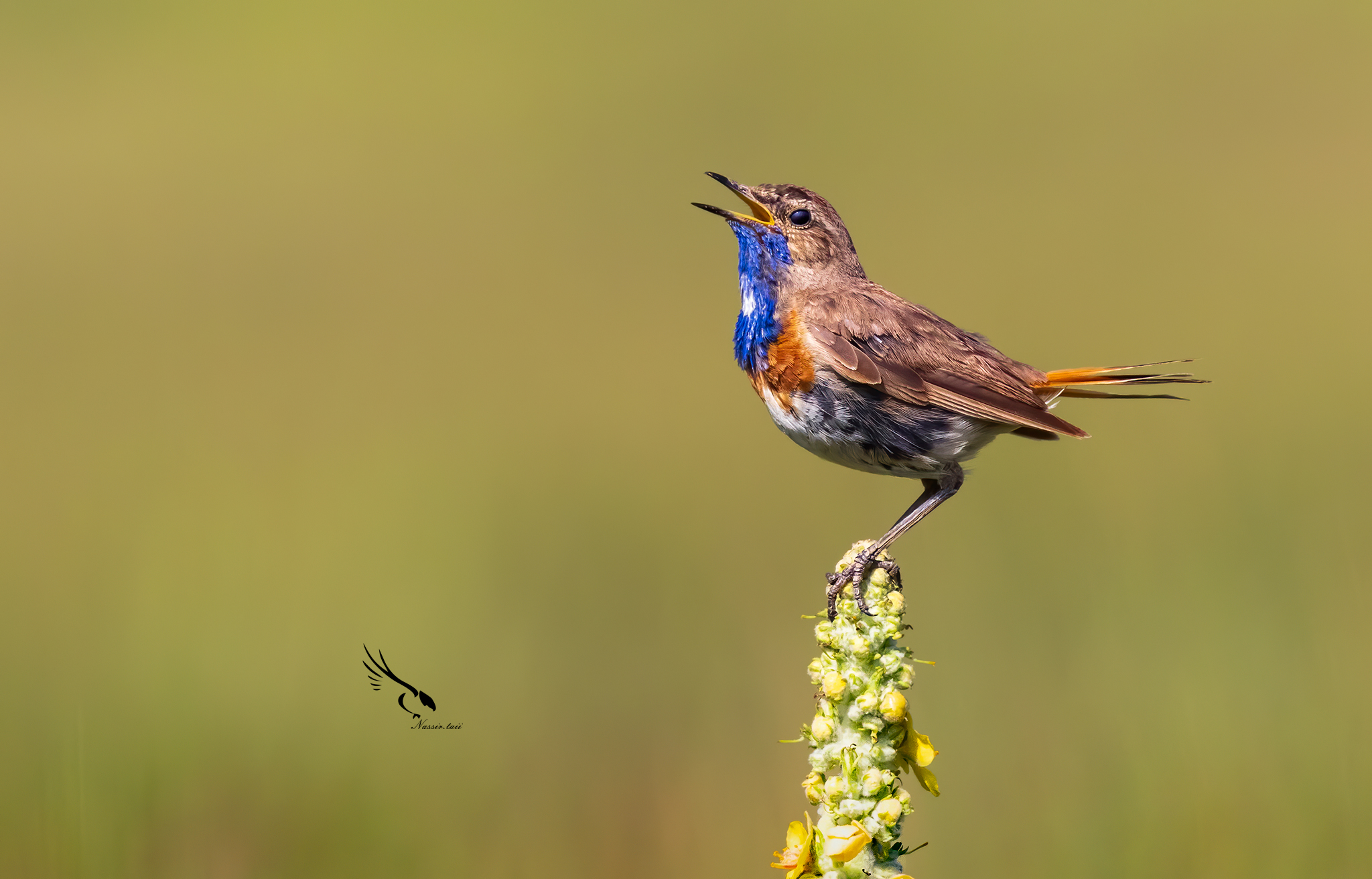 Bluethroat