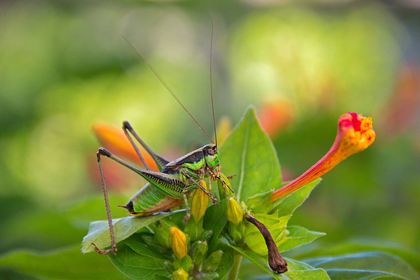 Garganic cricket