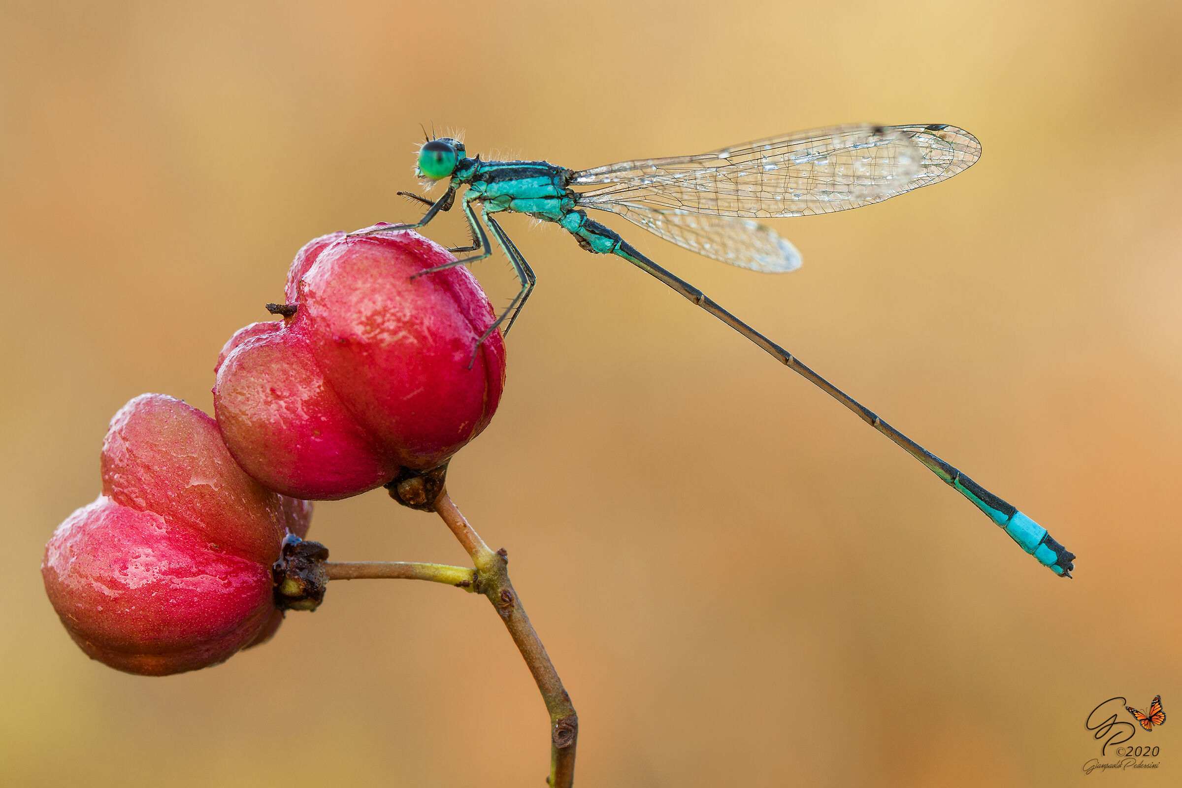 Ischnura elegans - maschio
