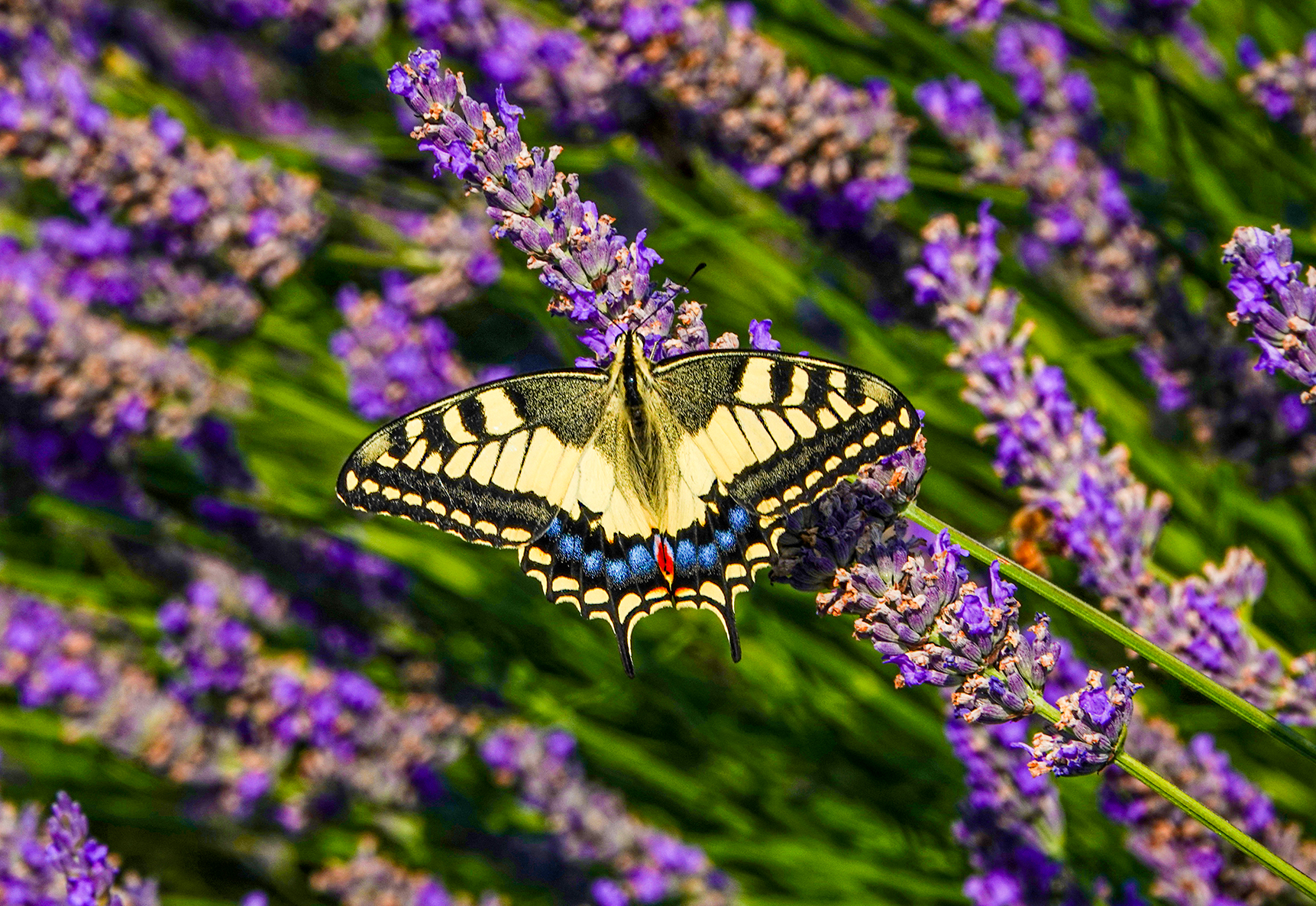 ... Butterfly Macaone ...