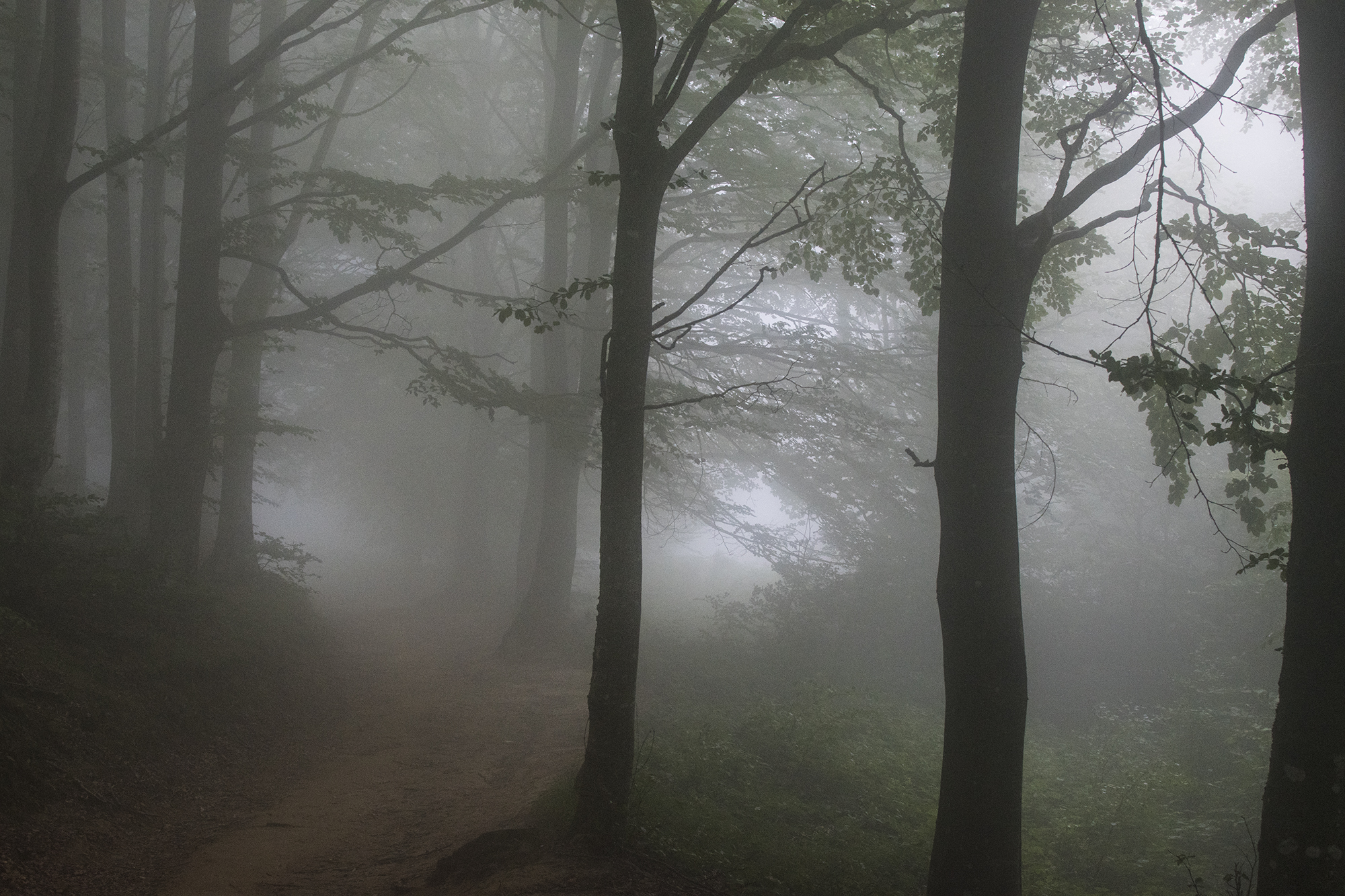 Fog in the Woods