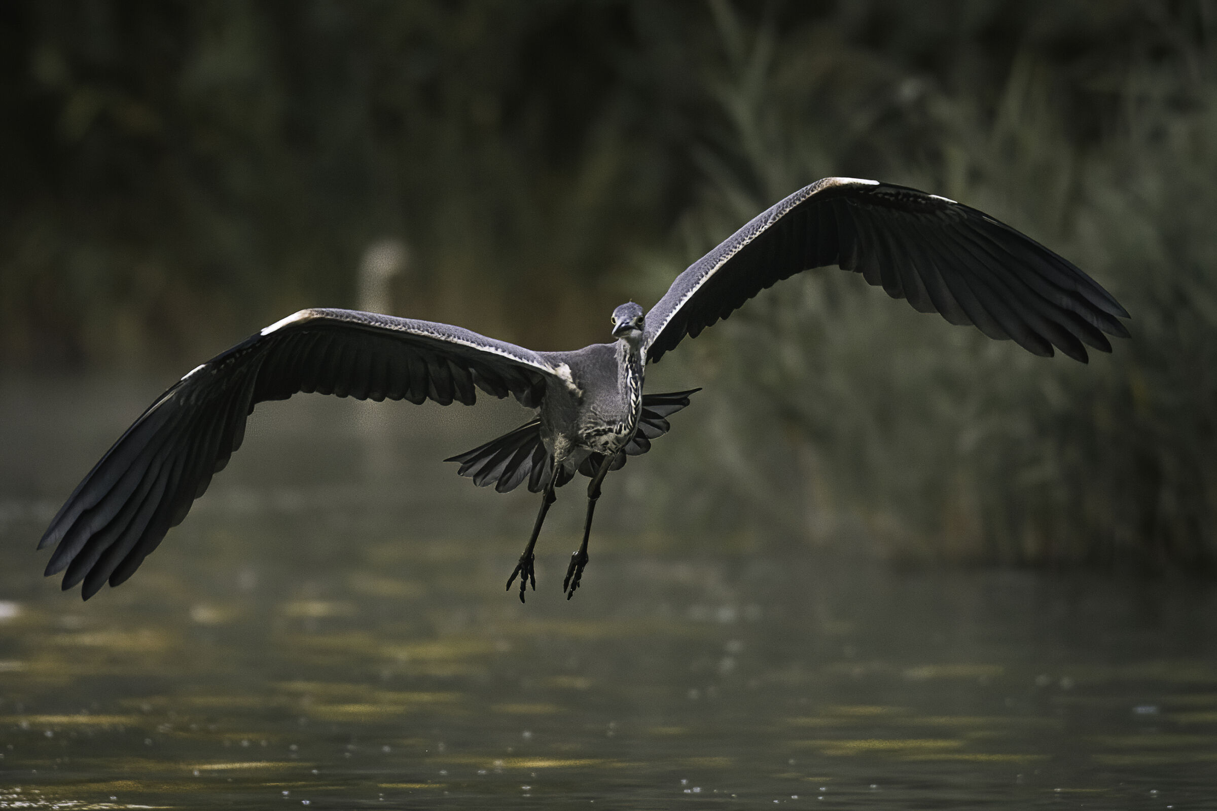 che bello averti qui!