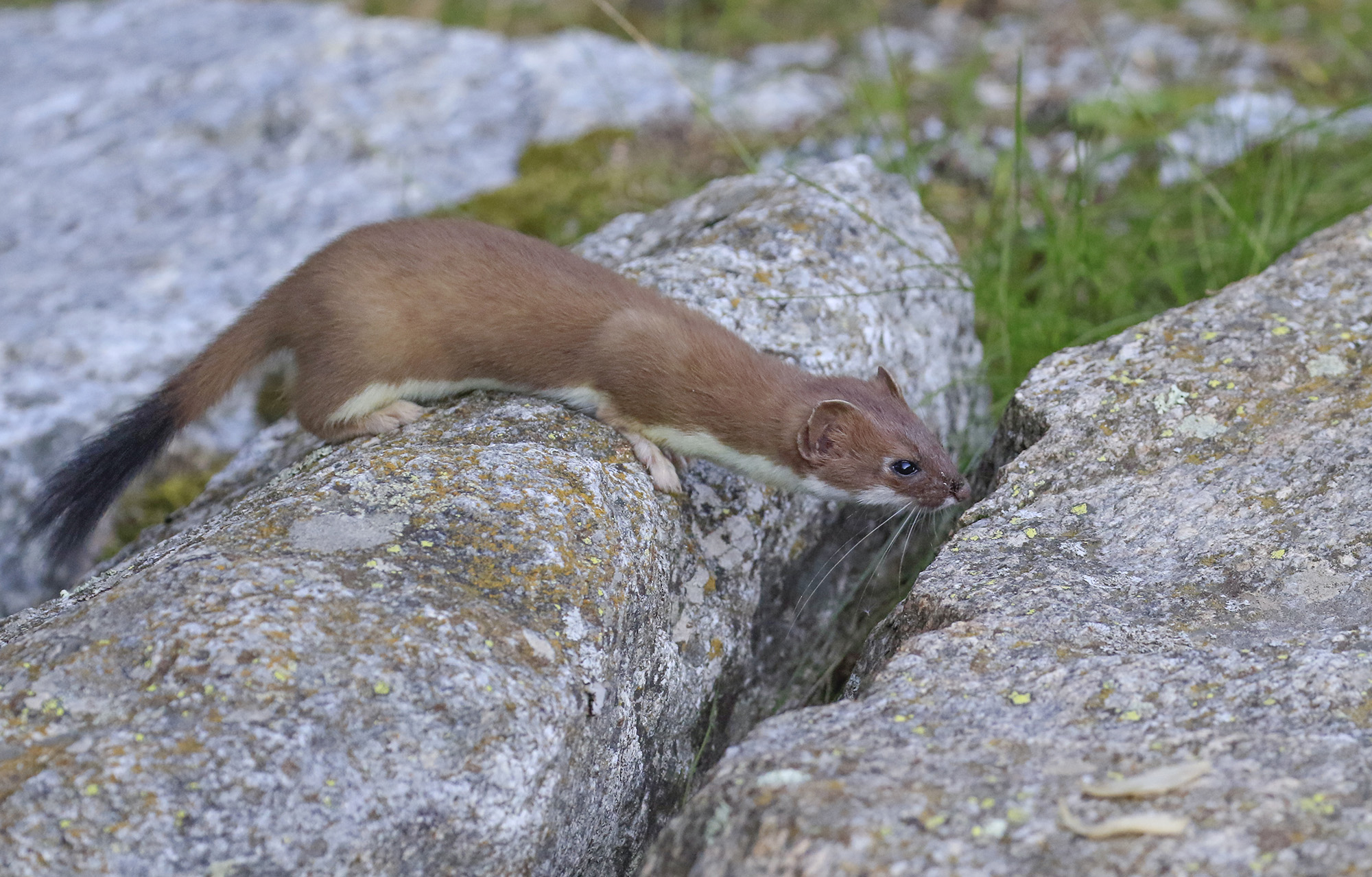 ermine ready to jump