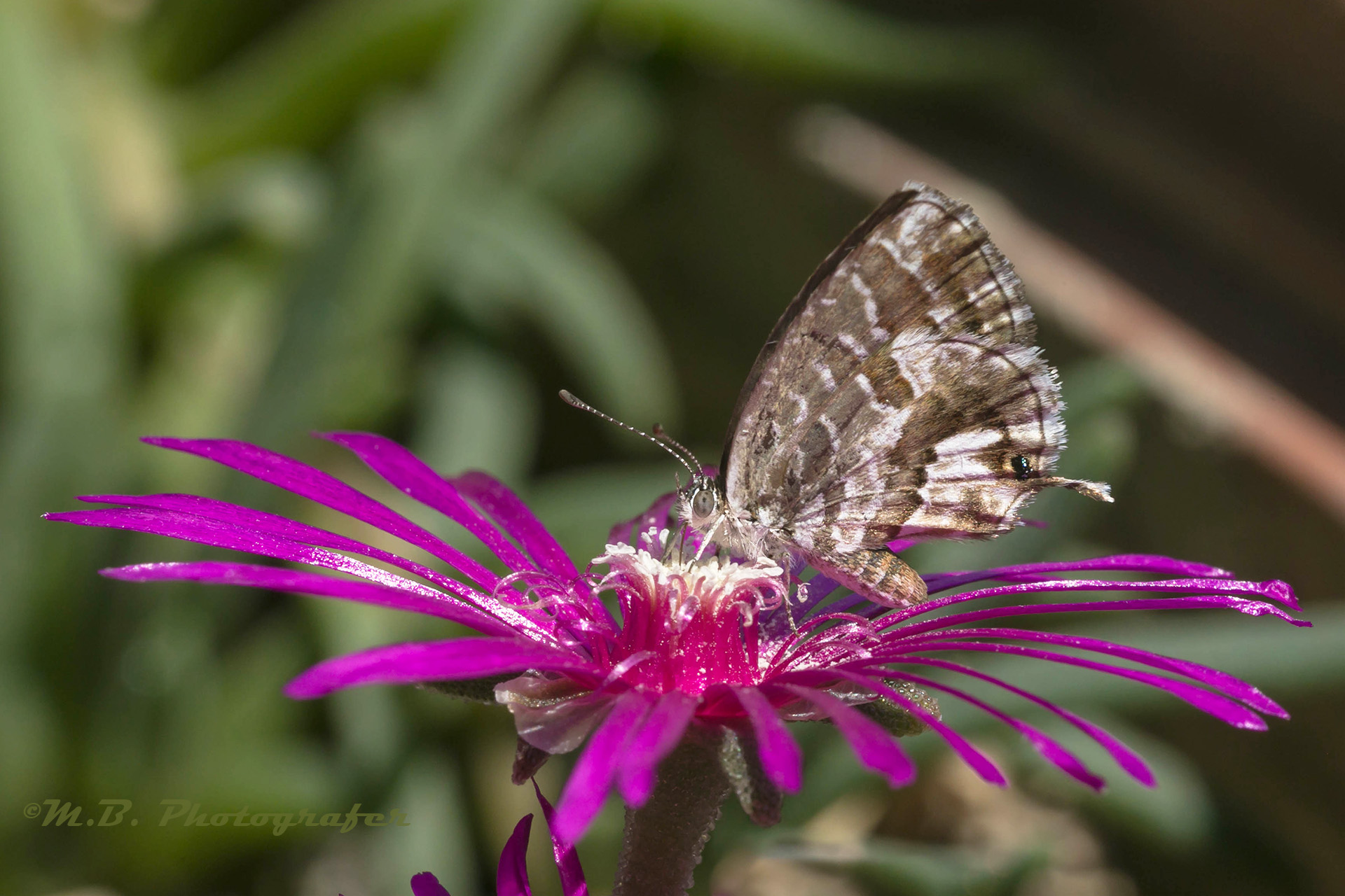 farfallina su Delosperma cooperi (Cacyreus marshalli B)