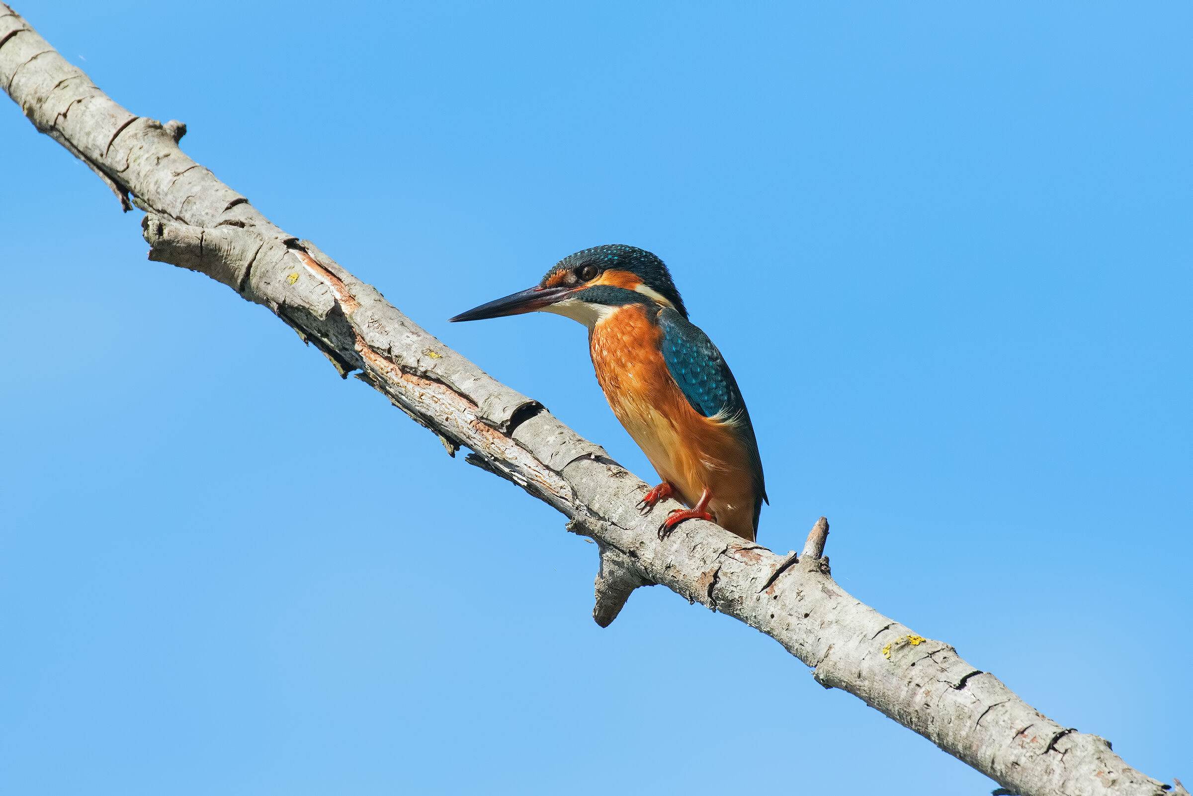 Martino Sguado dall'Alto