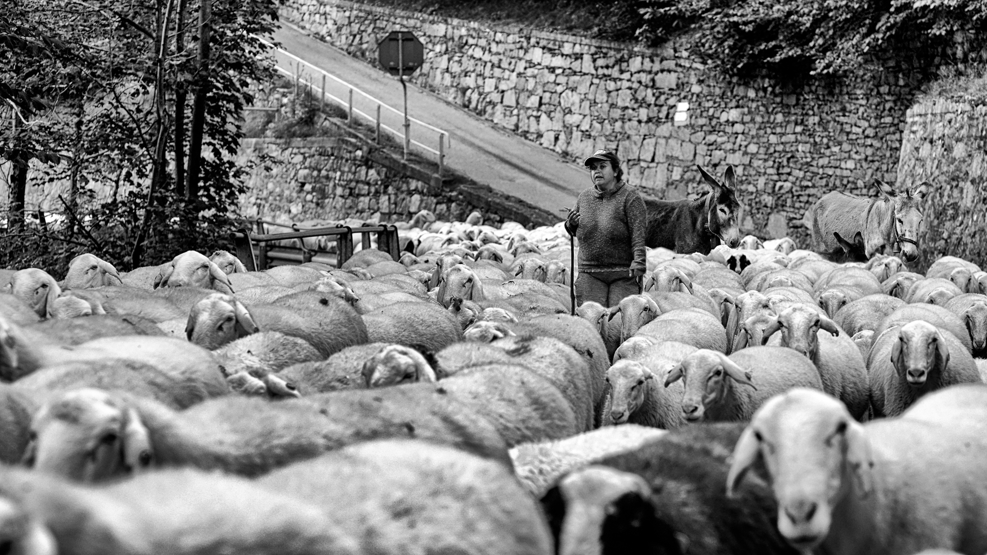 Transhumance