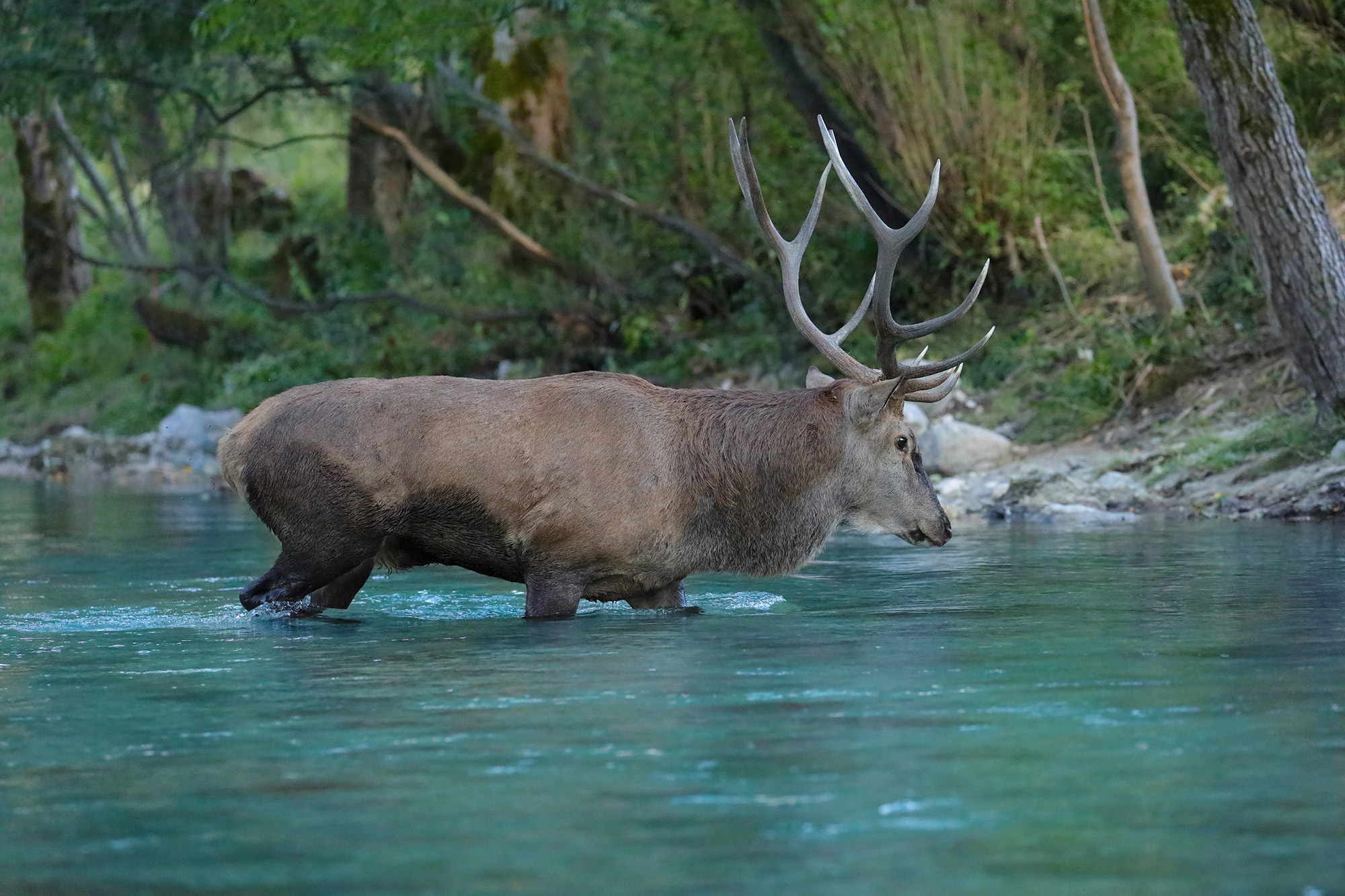 the ford of the sangro, deer