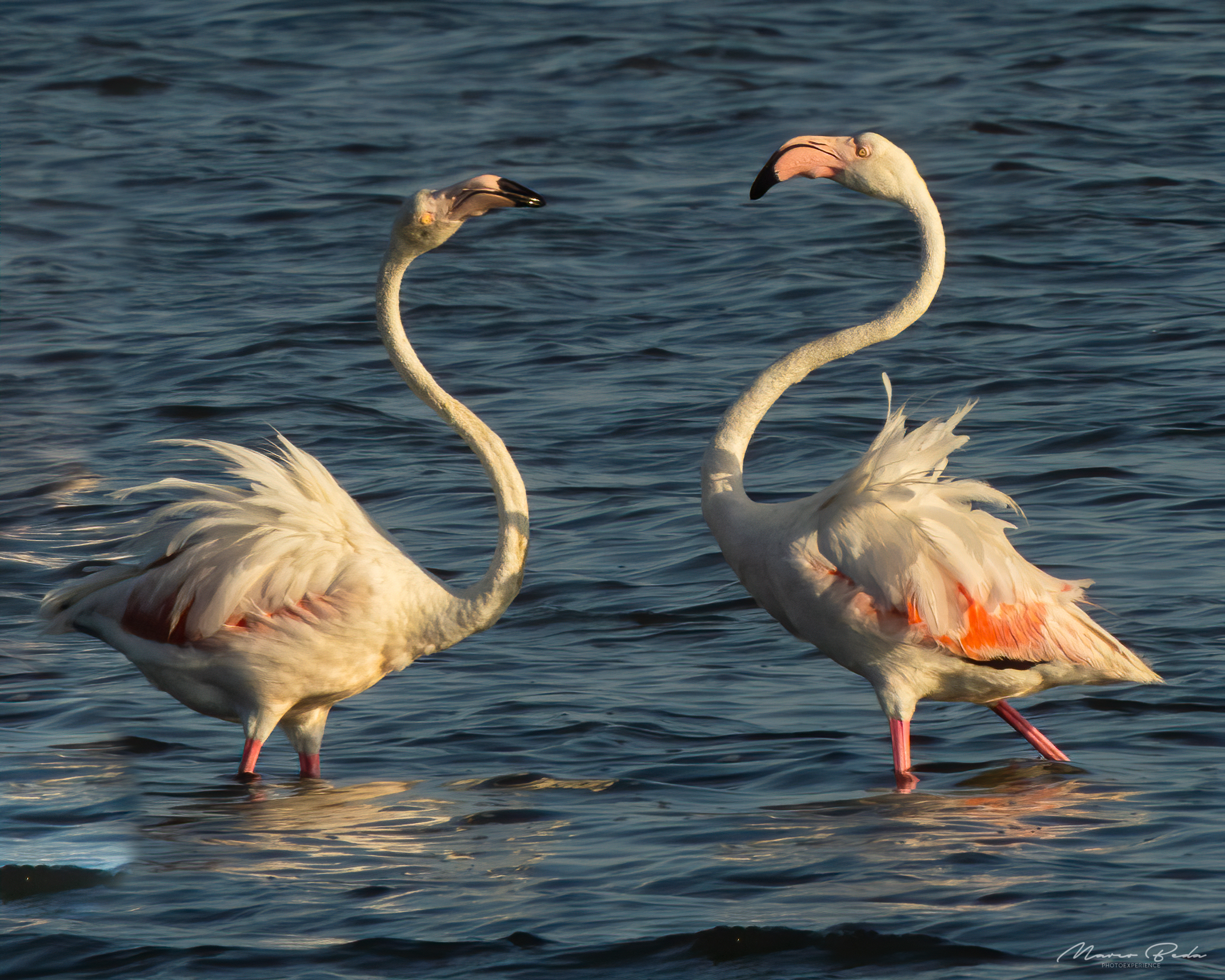 Flamingos challenge