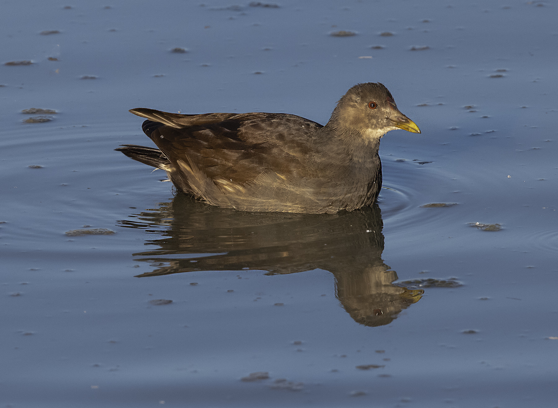Gallinella (giovane)
