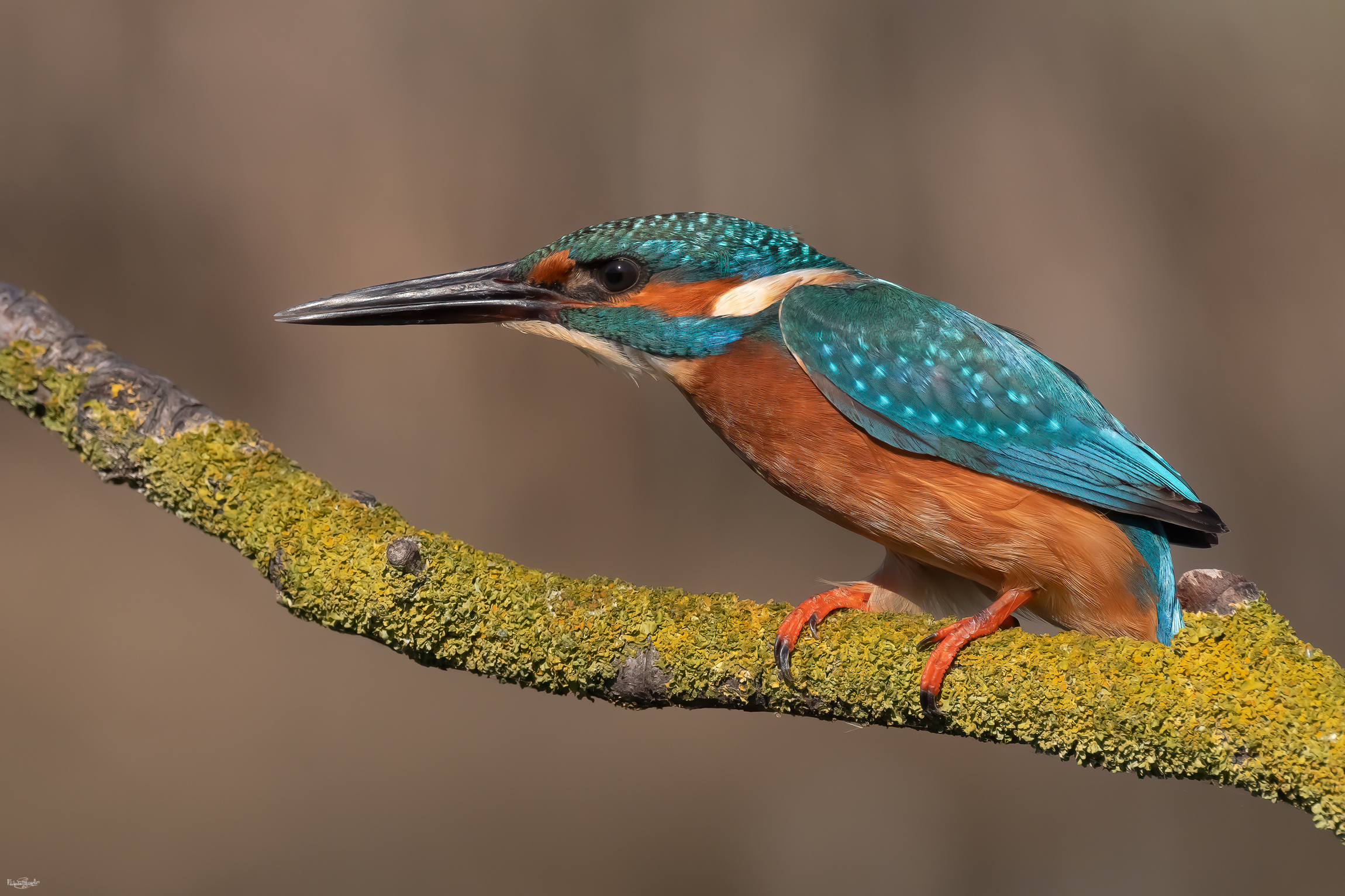 Kingfisher