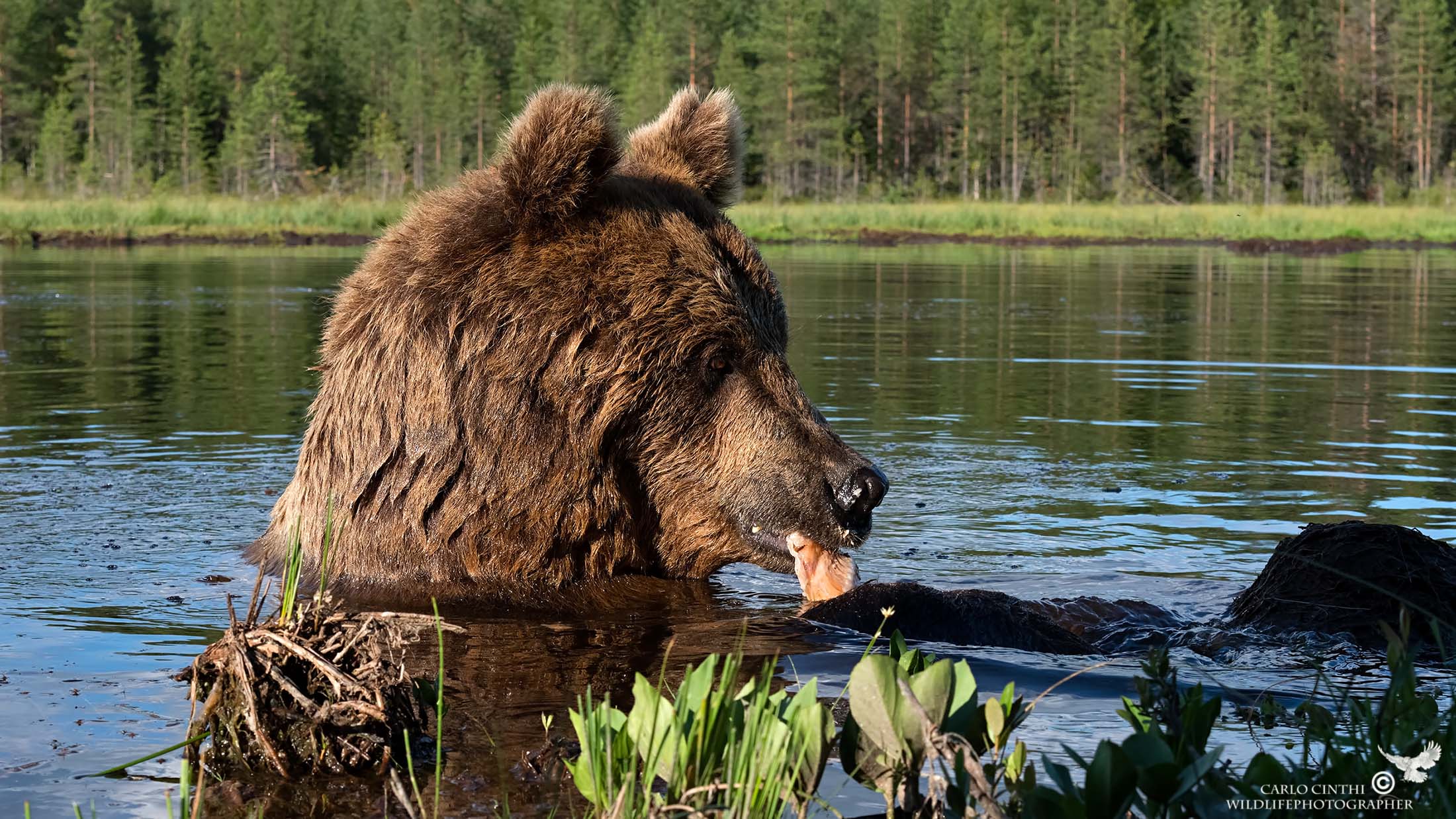 Brown Bear