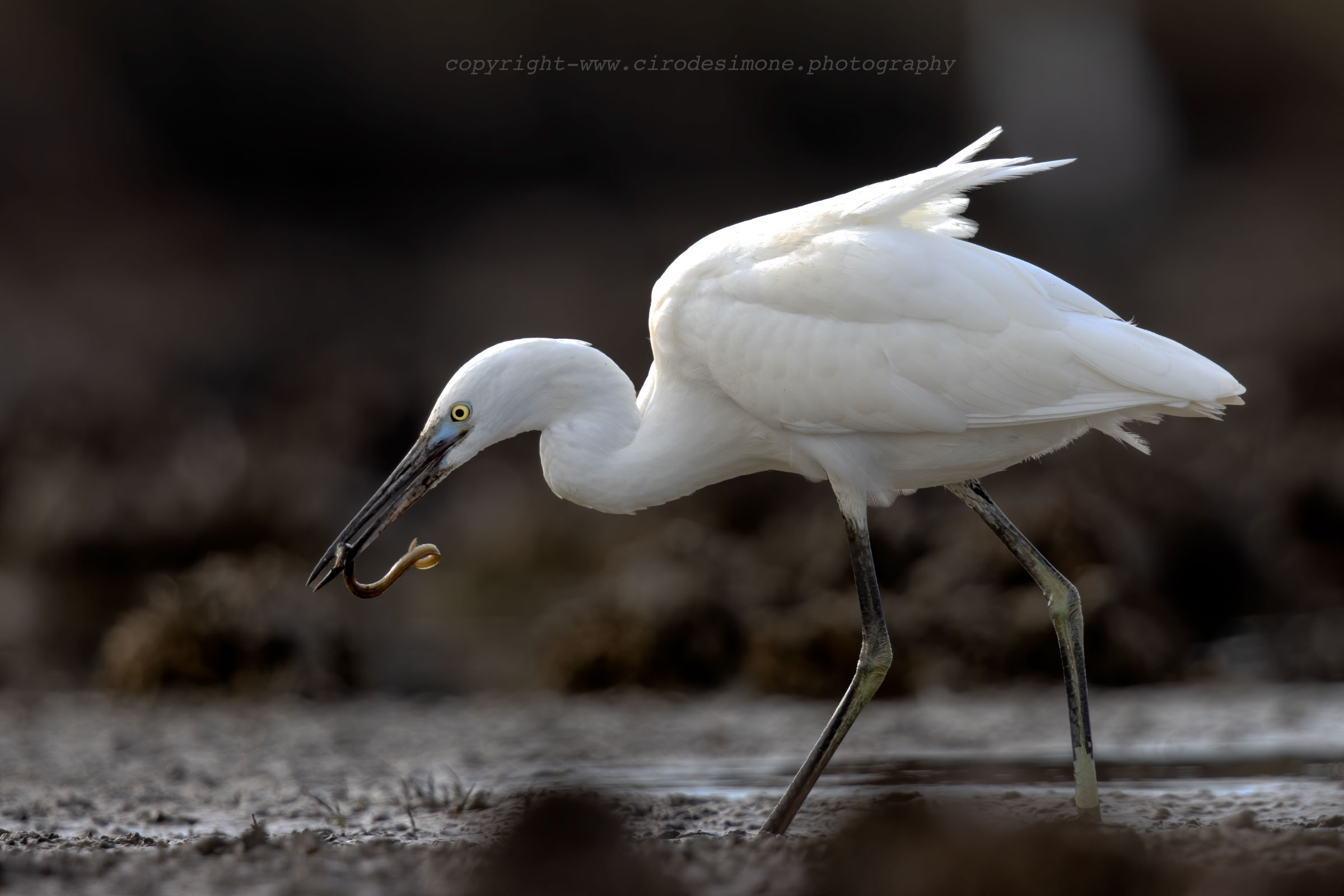 Garzetta on the hunt