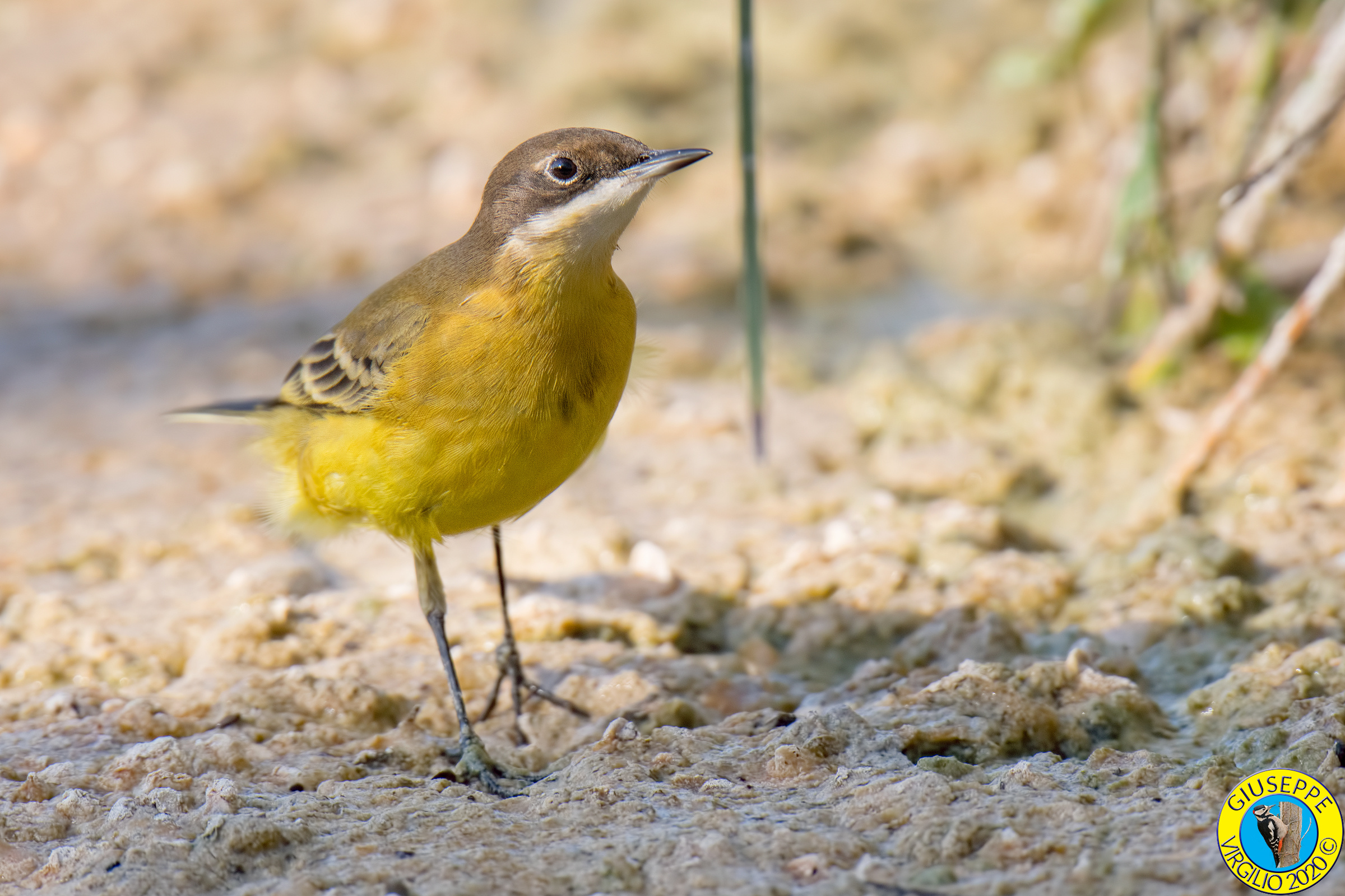 Cutrettola (Sardegna 2020)