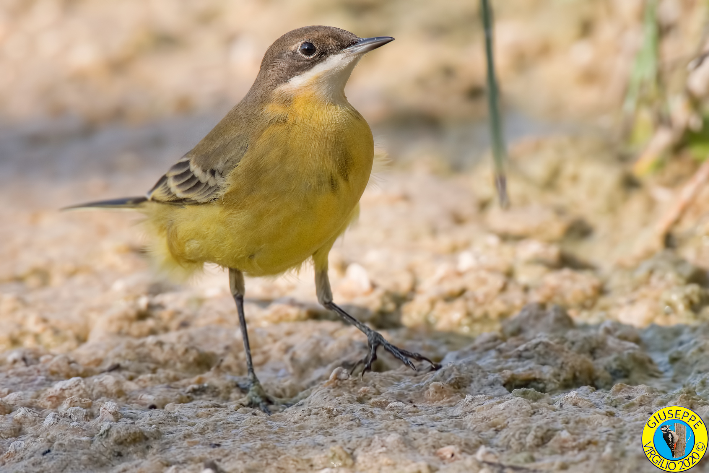 Cutrettola (Sardegna 2020)
