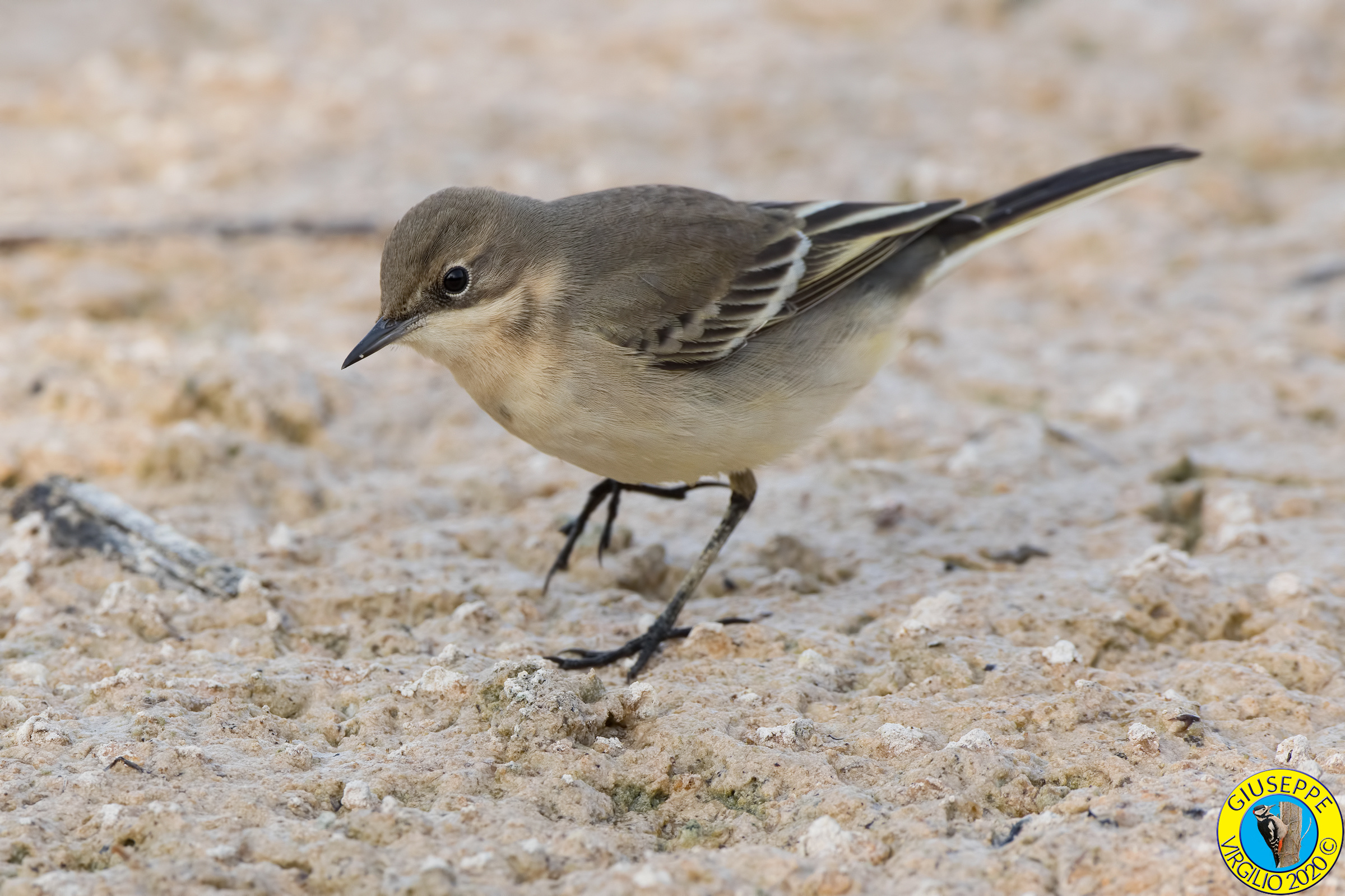 Cutrettola (Sardegna 2020)