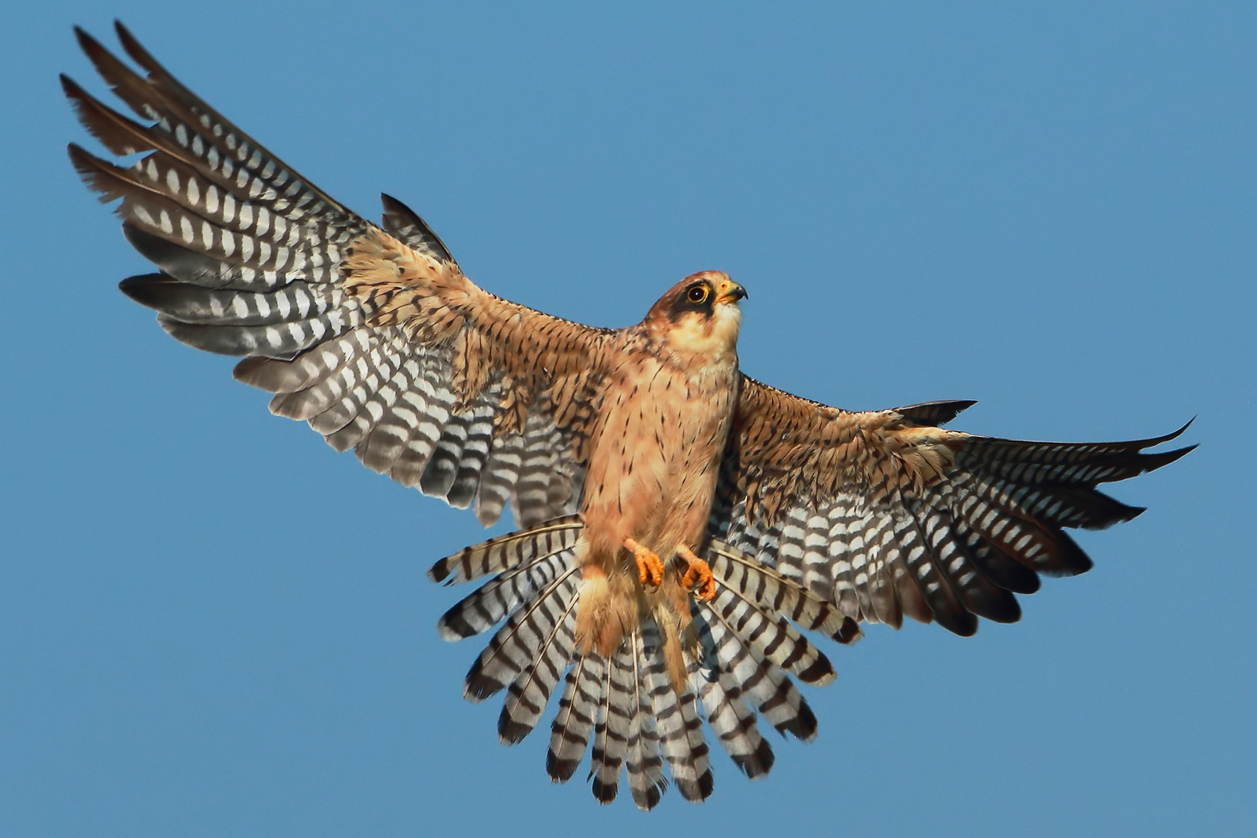 Falco cuculo (femmina adulta).