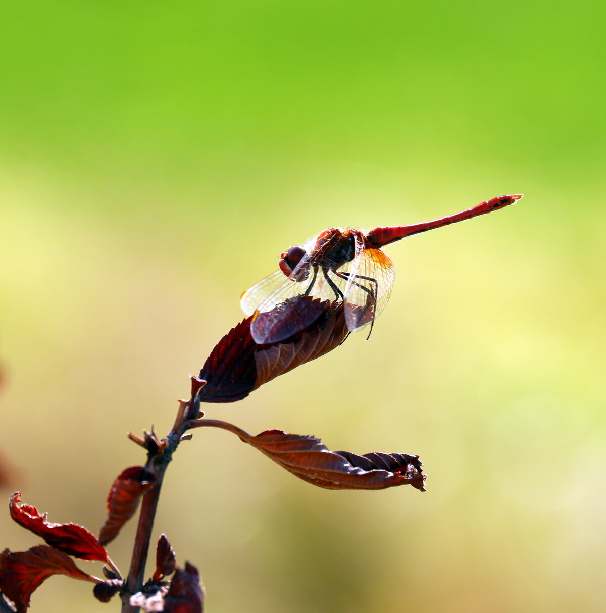 Sympetrum fonscolombii 2