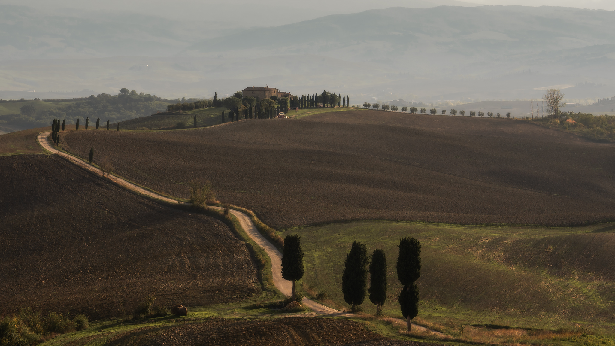 Cypresses from "The Gladiator"
