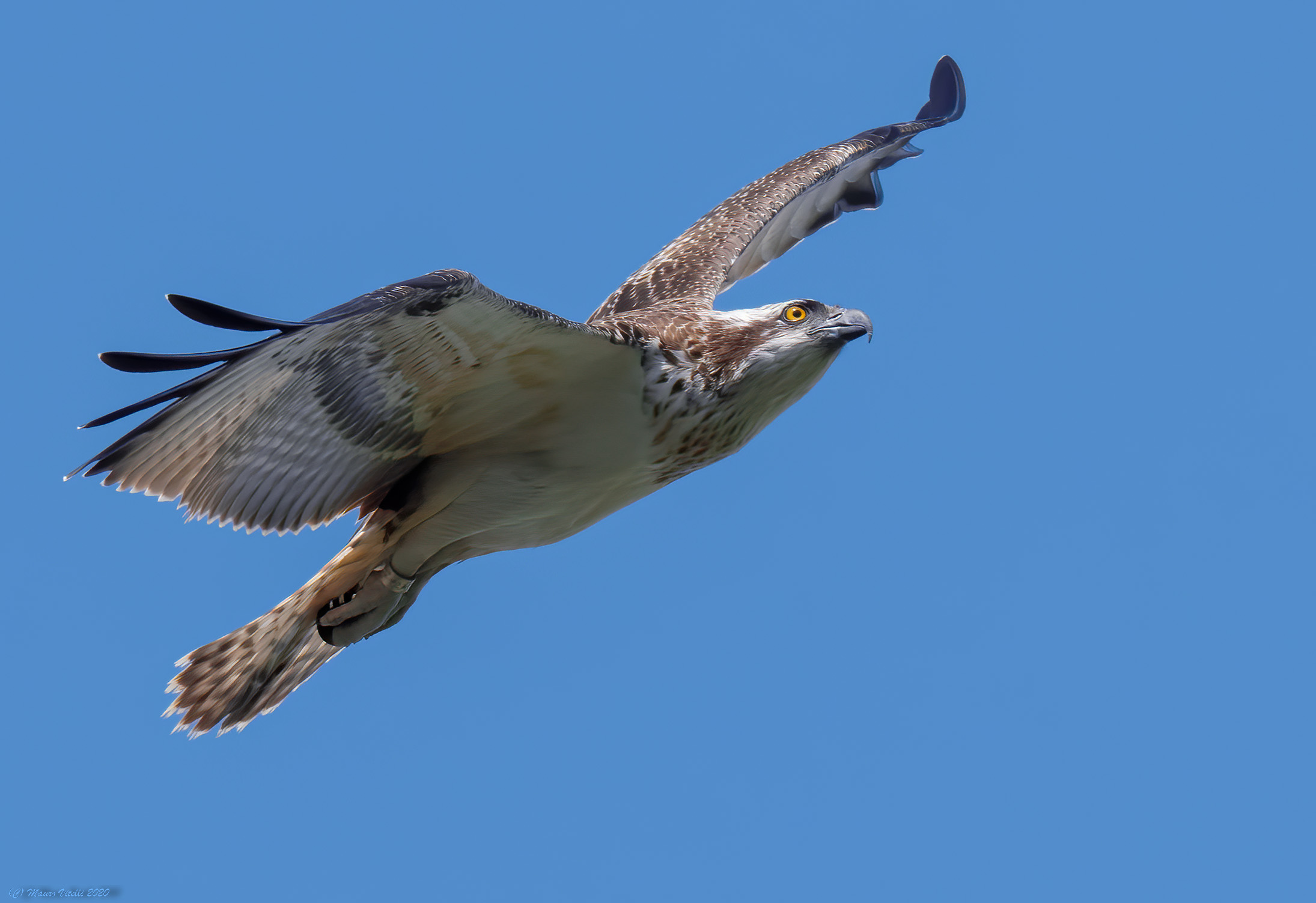 Hawker (Pandion haliaetus)