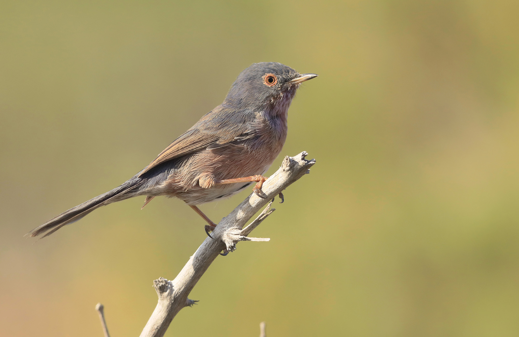 magnanine in wetsuit