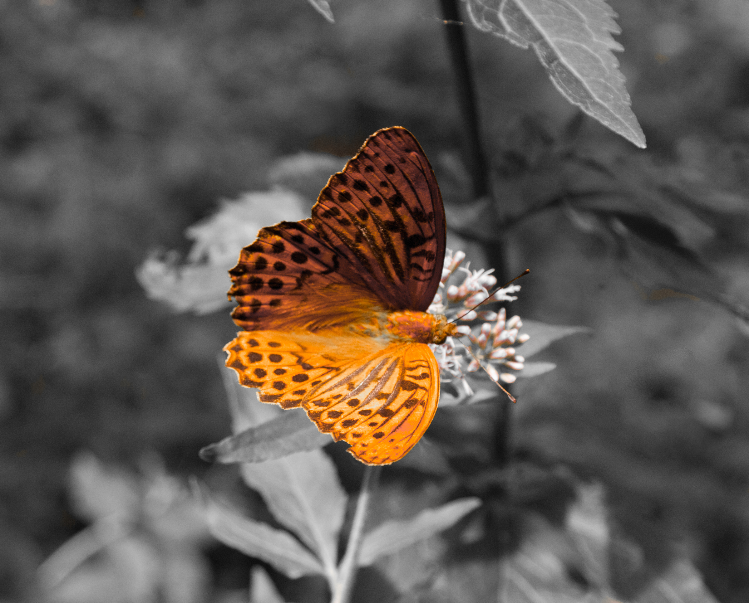 Orange Butterfly, New