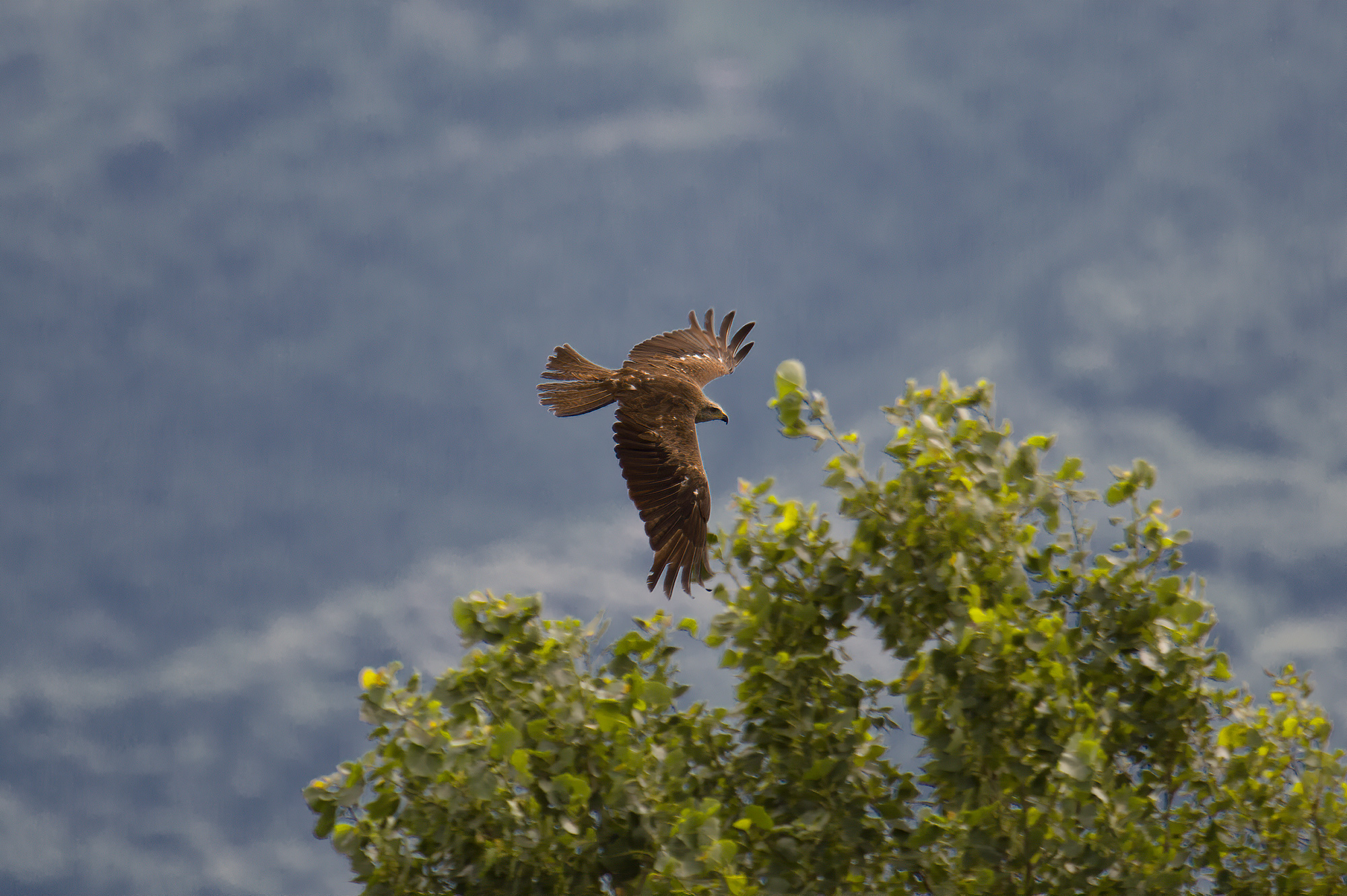 Brown nibbio.. Sebino peat bog