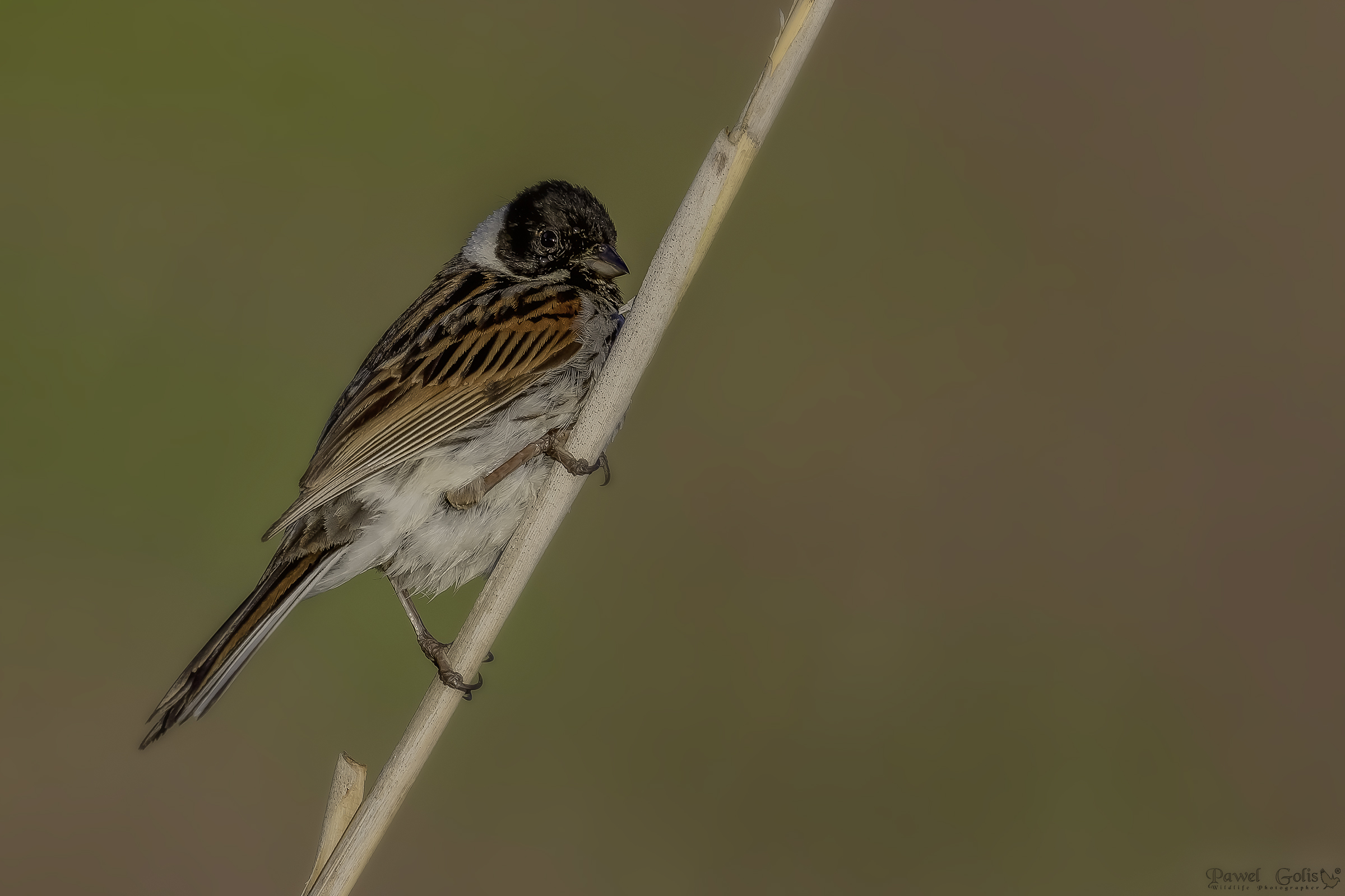 Bunting di canna comune (Emberiza schoeniclus)