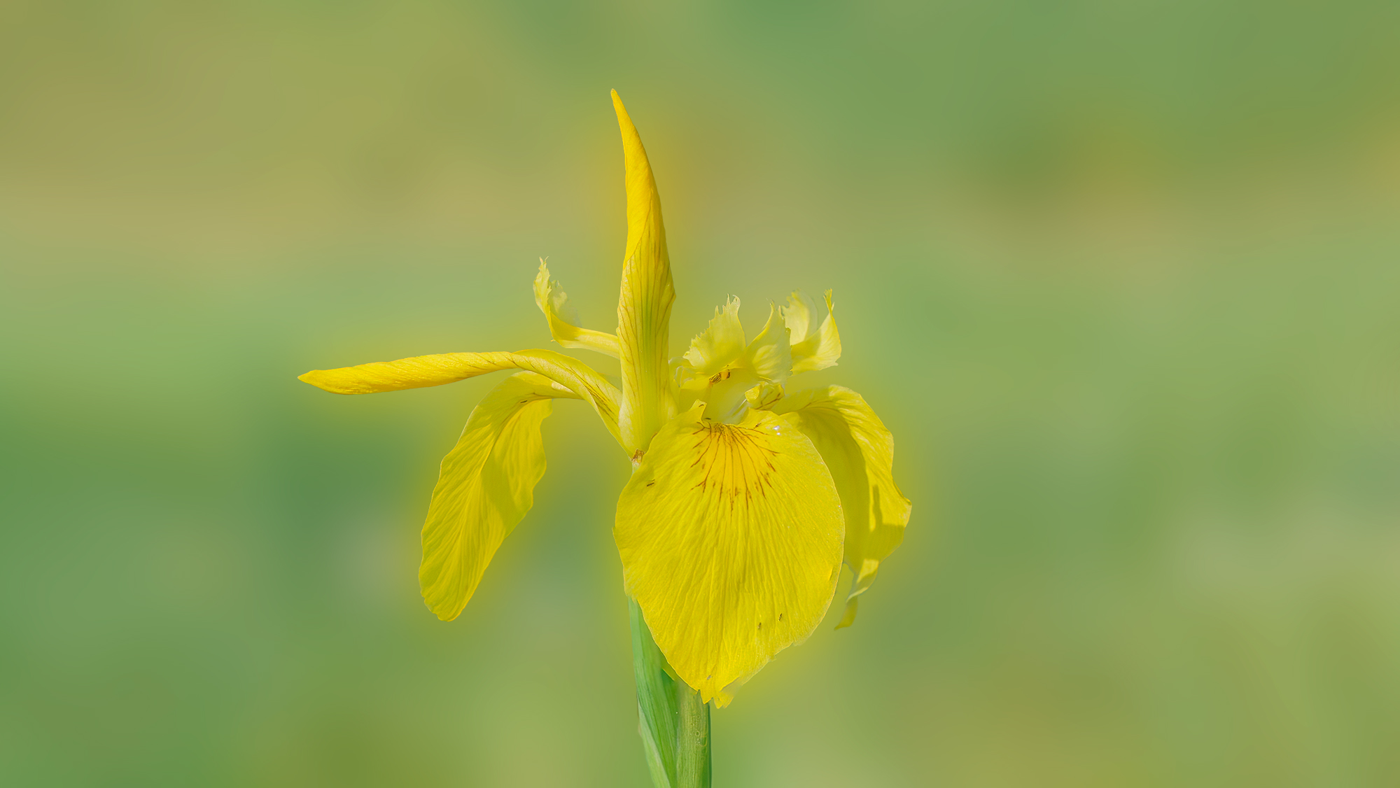Iris giallo